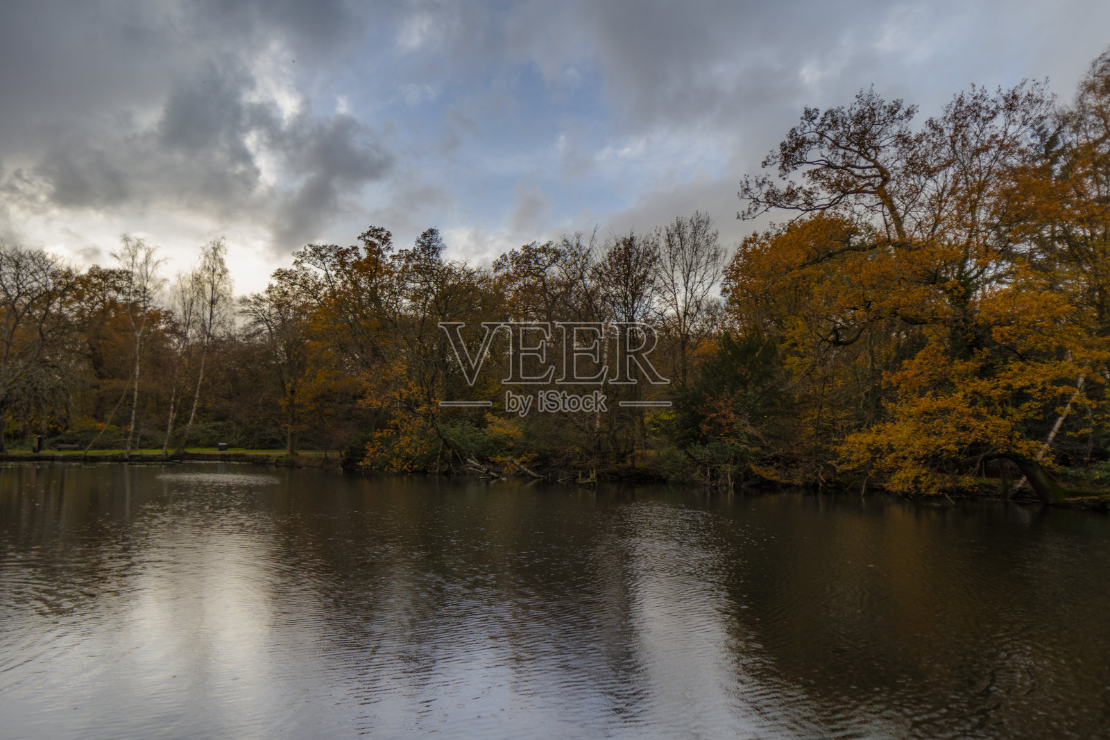 恩菲尔德的白网森林照片摄影图片