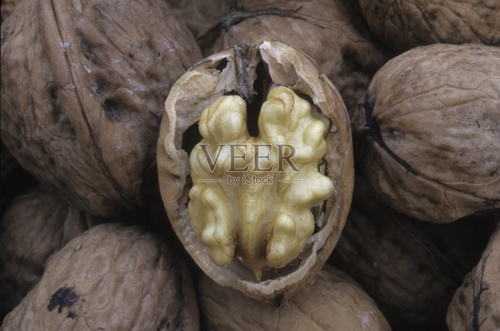 胡桃树照片摄影图片