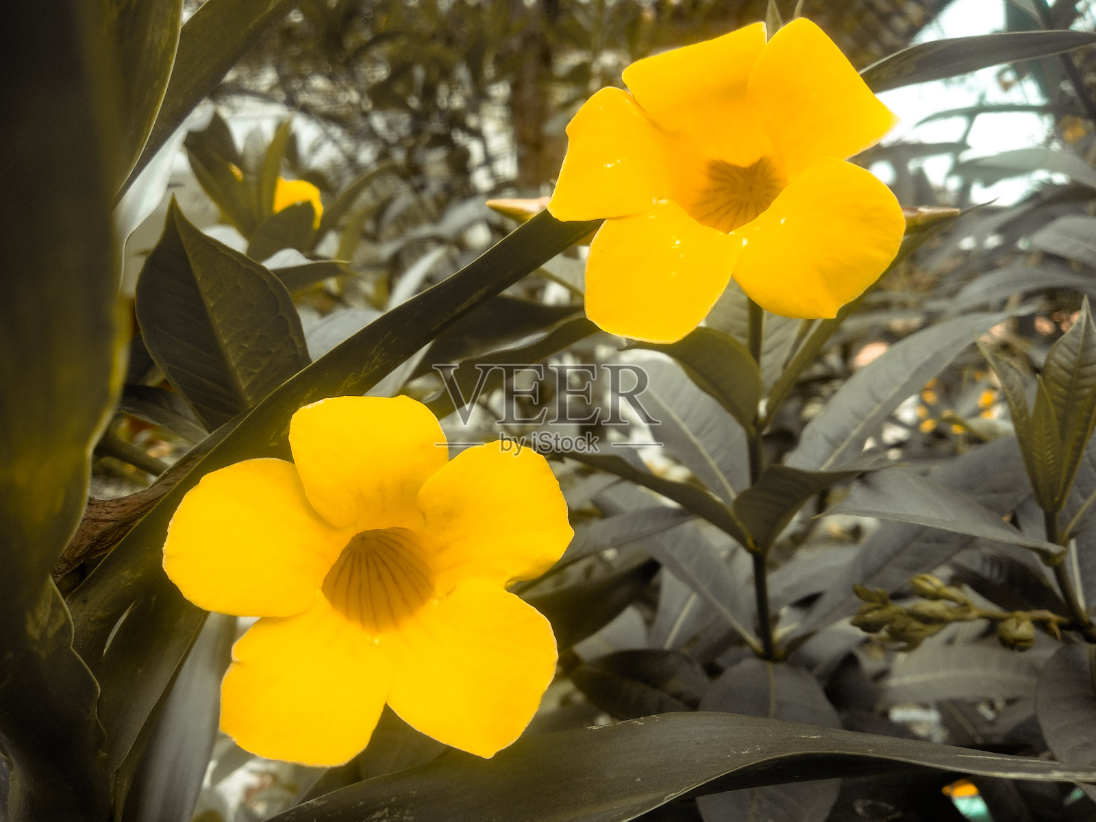 阿拉曼达花照片摄影图片