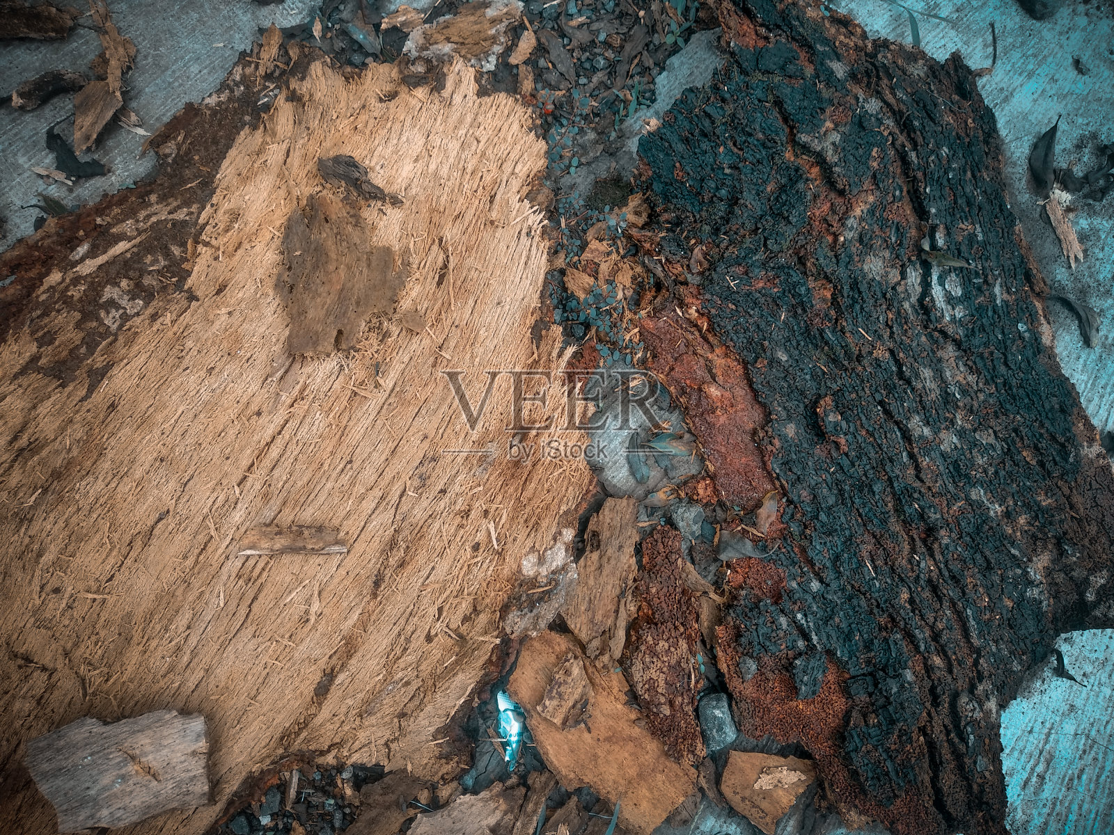 树的皮照片摄影图片