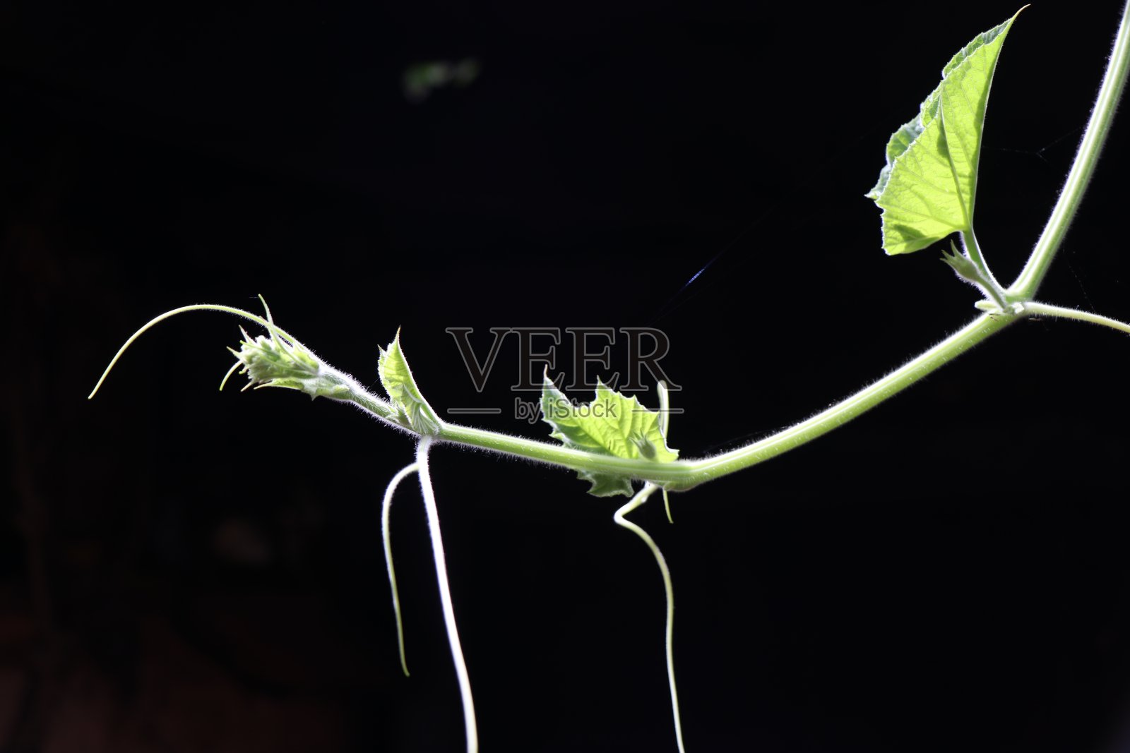 孤立生长在自然光下的葫芦爬行动物照片摄影图片