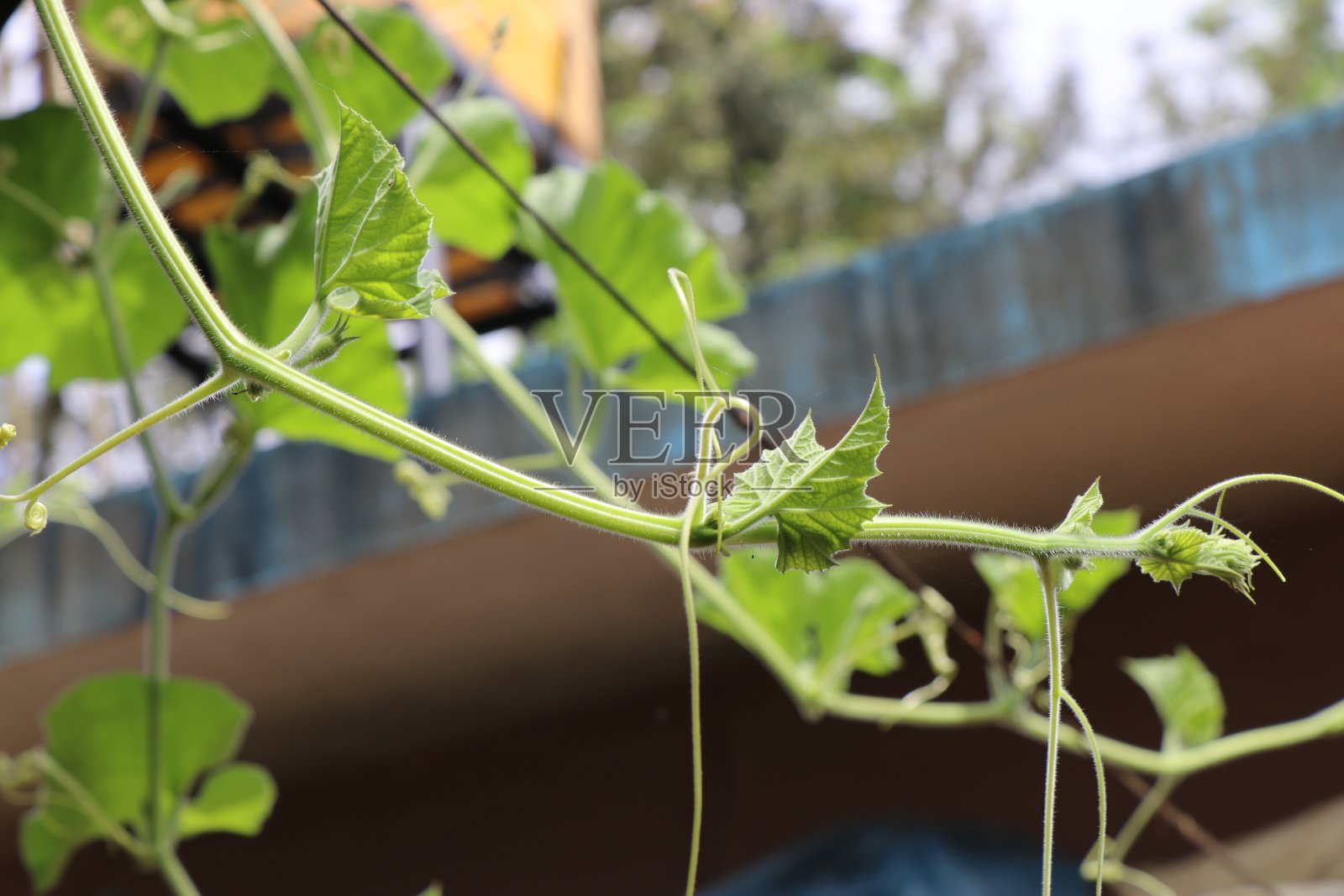 葫芦爬行动物正在生长照片摄影图片