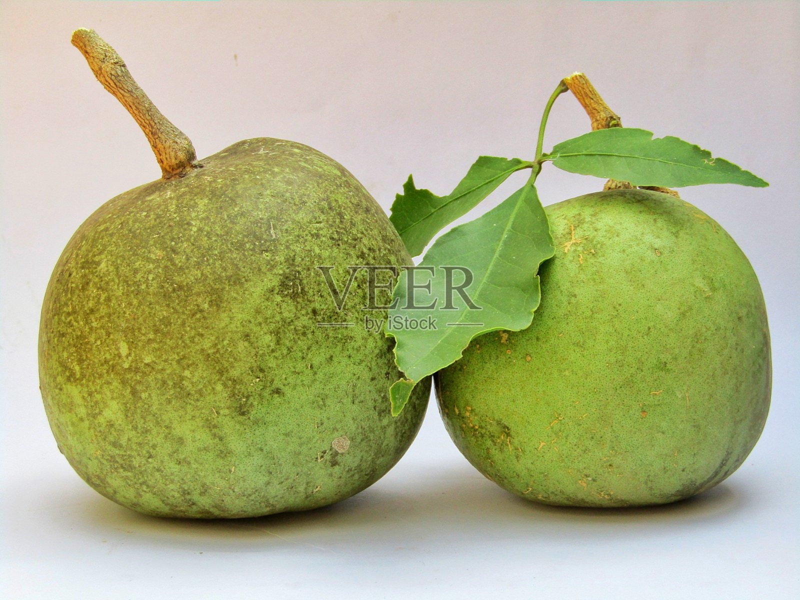 猕猴桃或印度白果库存照片照片摄影图片