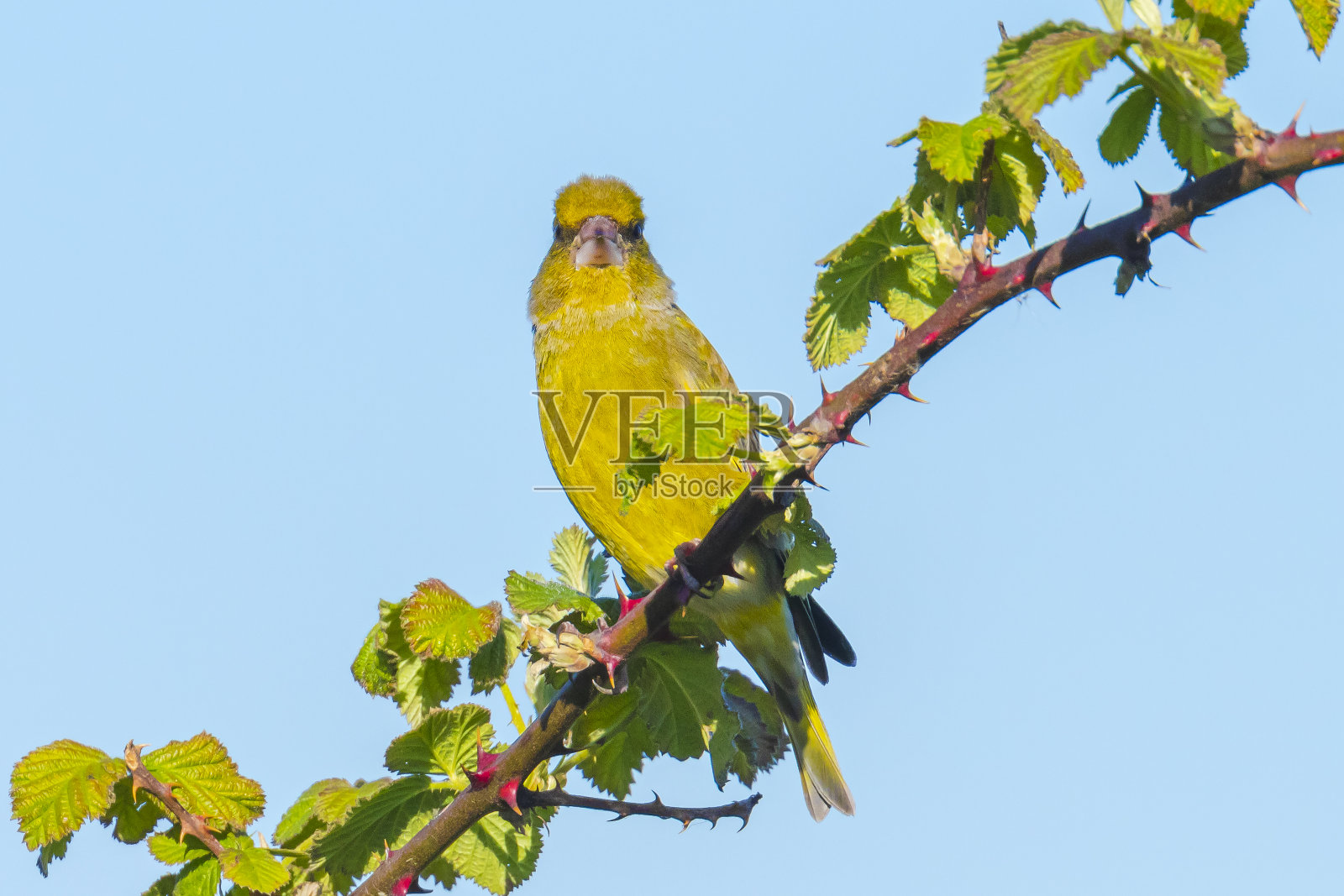 绿翅雀唱着歌照片摄影图片