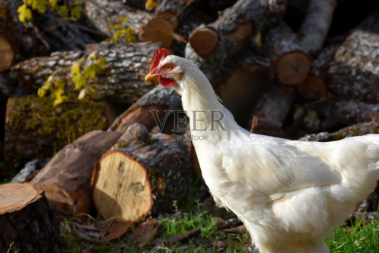 纯种白母鸡/公鸡在自然界吃草，在户外的后院附近的一个鸡舍在农村。照片摄影图片