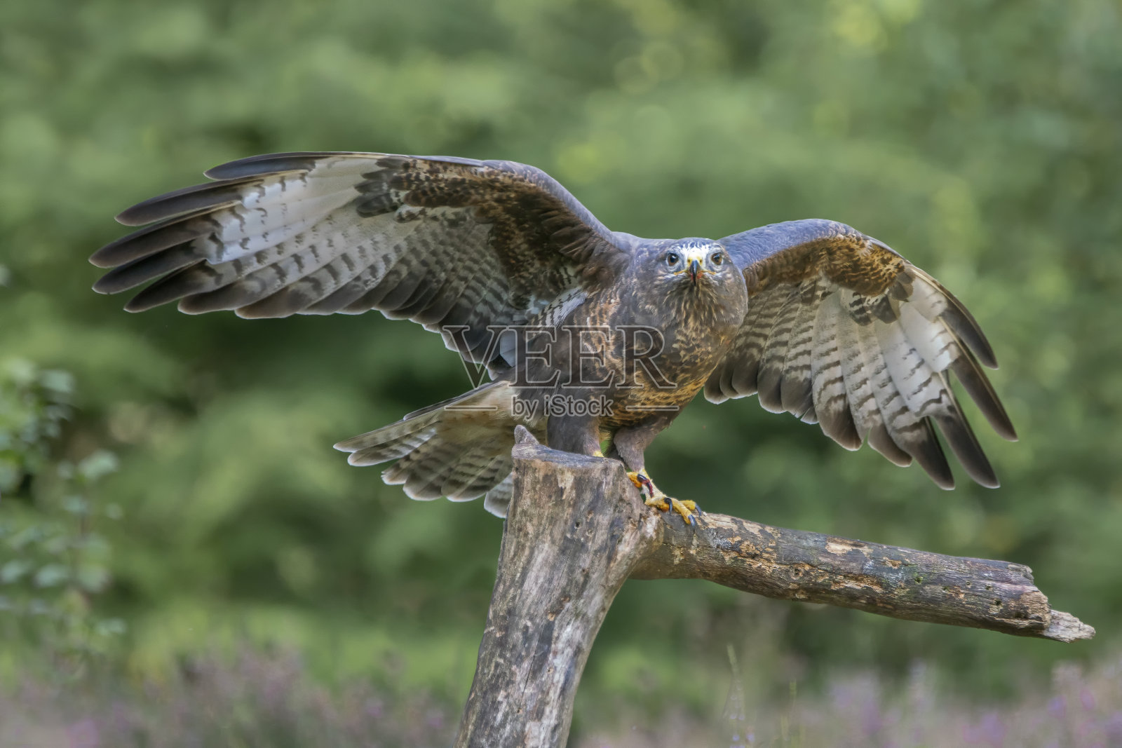 秃鹰(秃鹰)在森林的树枝上照片摄影图片