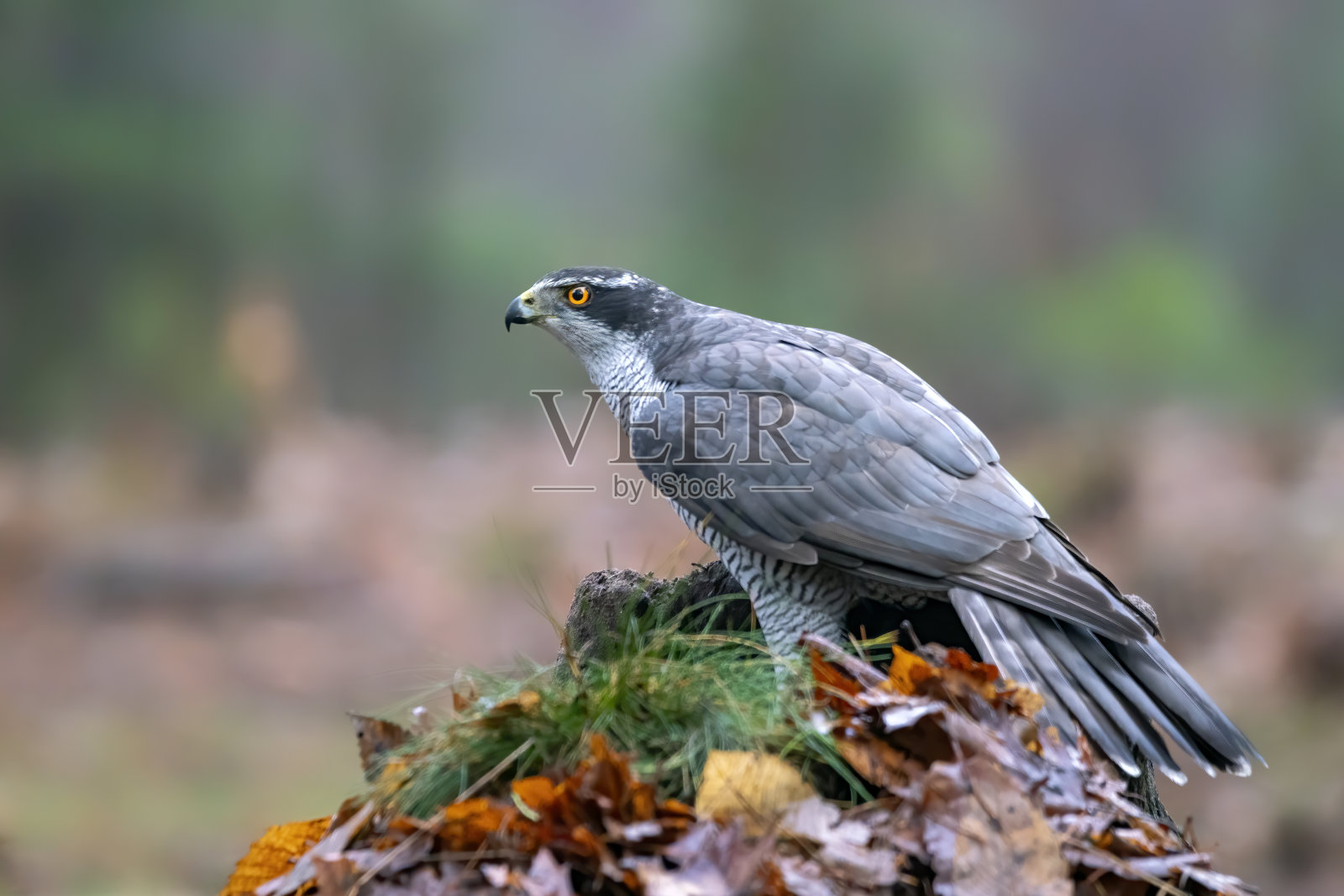 北部苍鹰的成虫(鹰)，在树枝上捕食照片摄影图片