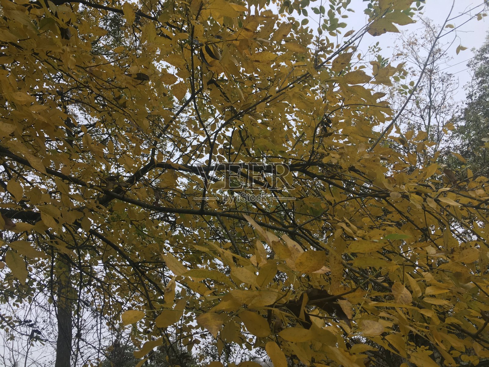 秋天照片摄影图片