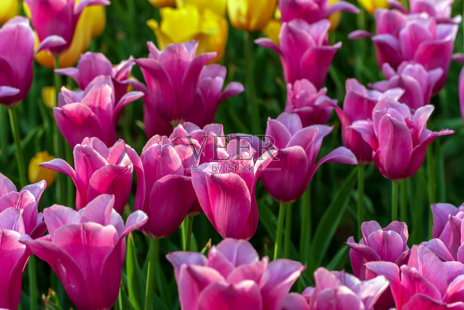 荷兰花郁金香混色照片摄影图片