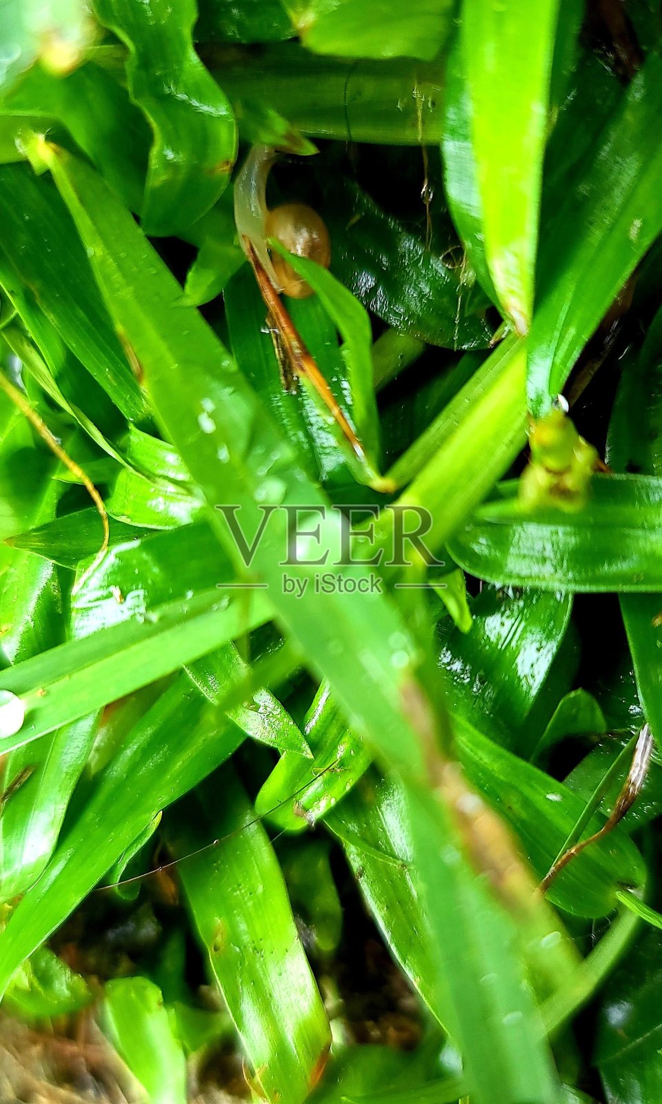 鹅卵石公园沿着湖散步照片摄影图片