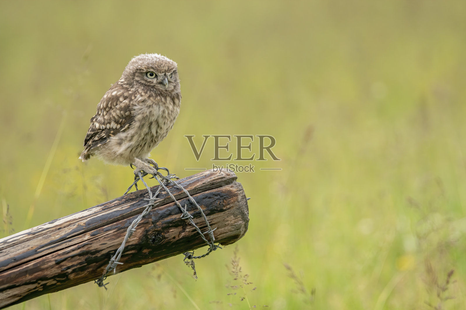 小猫头鹰(雅典娜noctua)在篱笆柱上照片摄影图片