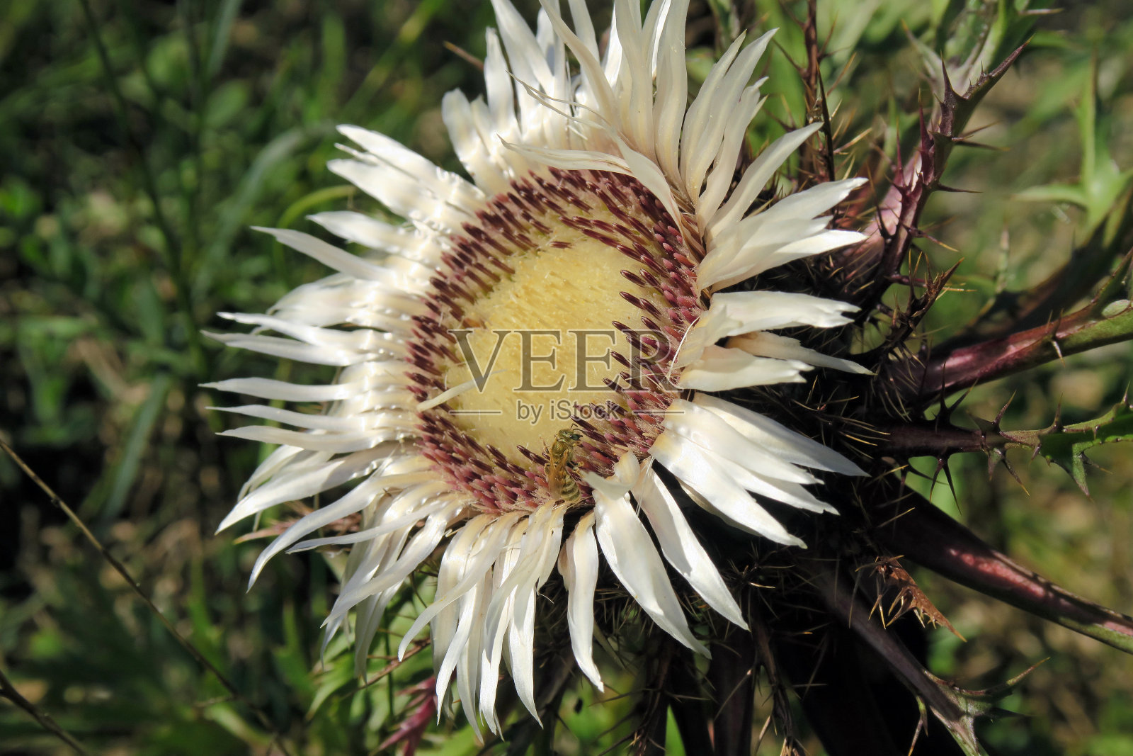 卡莉娜·acaulis于银色无花瓣照片摄影图片