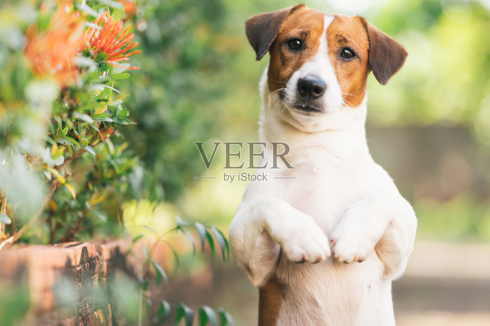 快乐活泼的杰克罗素宠物狗小狗在夏天的草地上奔跑，照片摄影图片