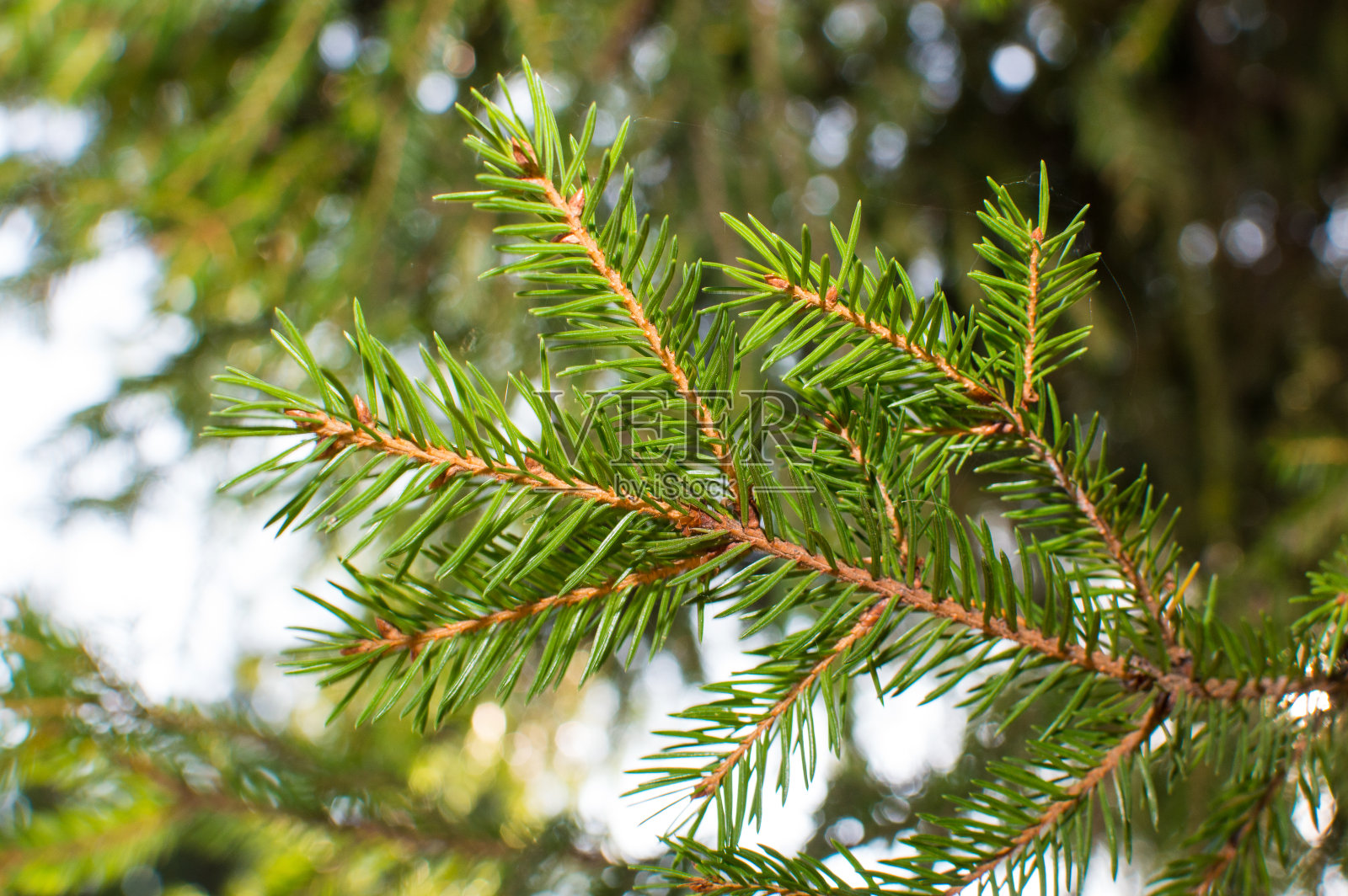 常绿的冷杉树针在蓝天的背景照片摄影图片