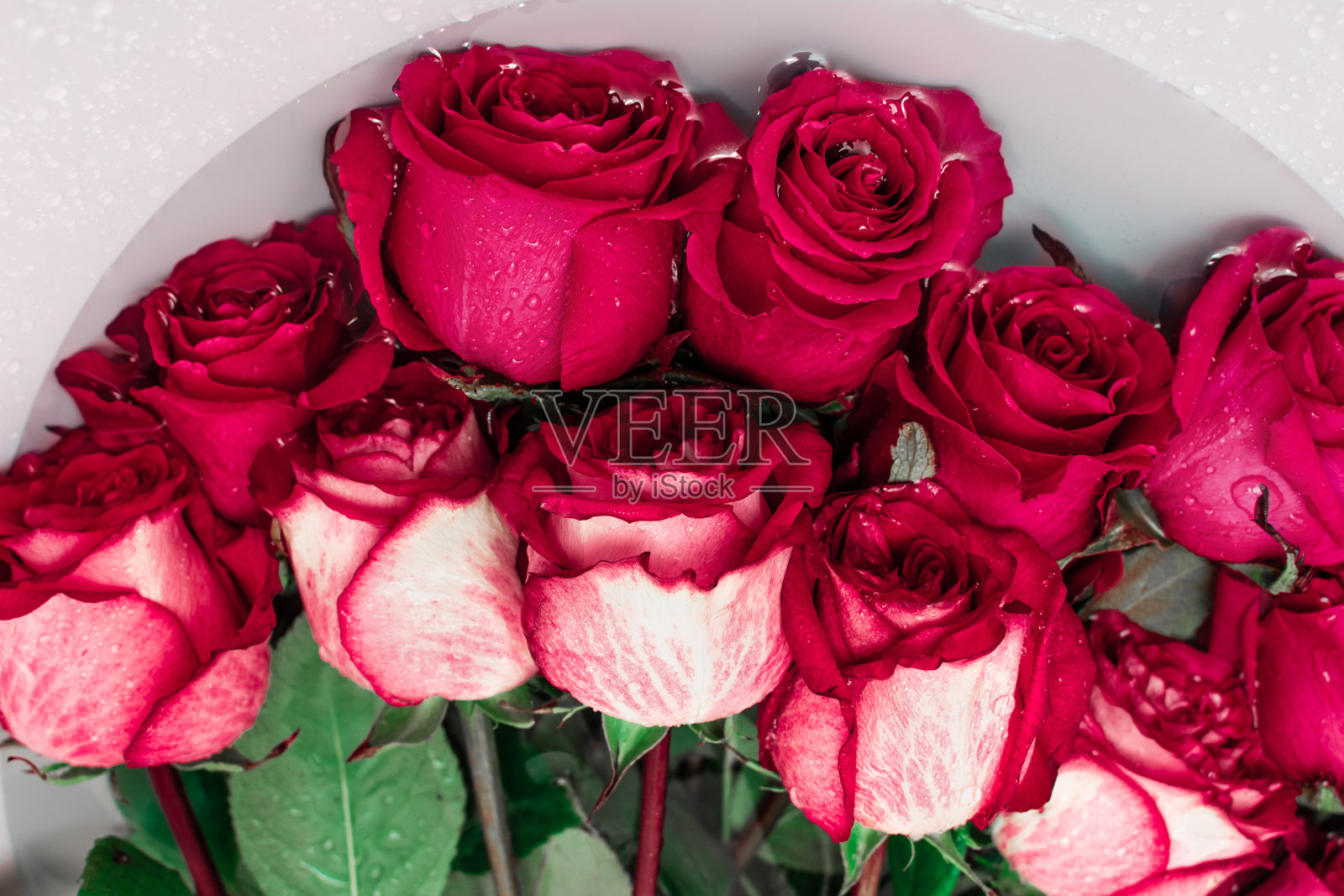 红玫瑰放在清澈的冷水中以保持新鲜照片摄影图片