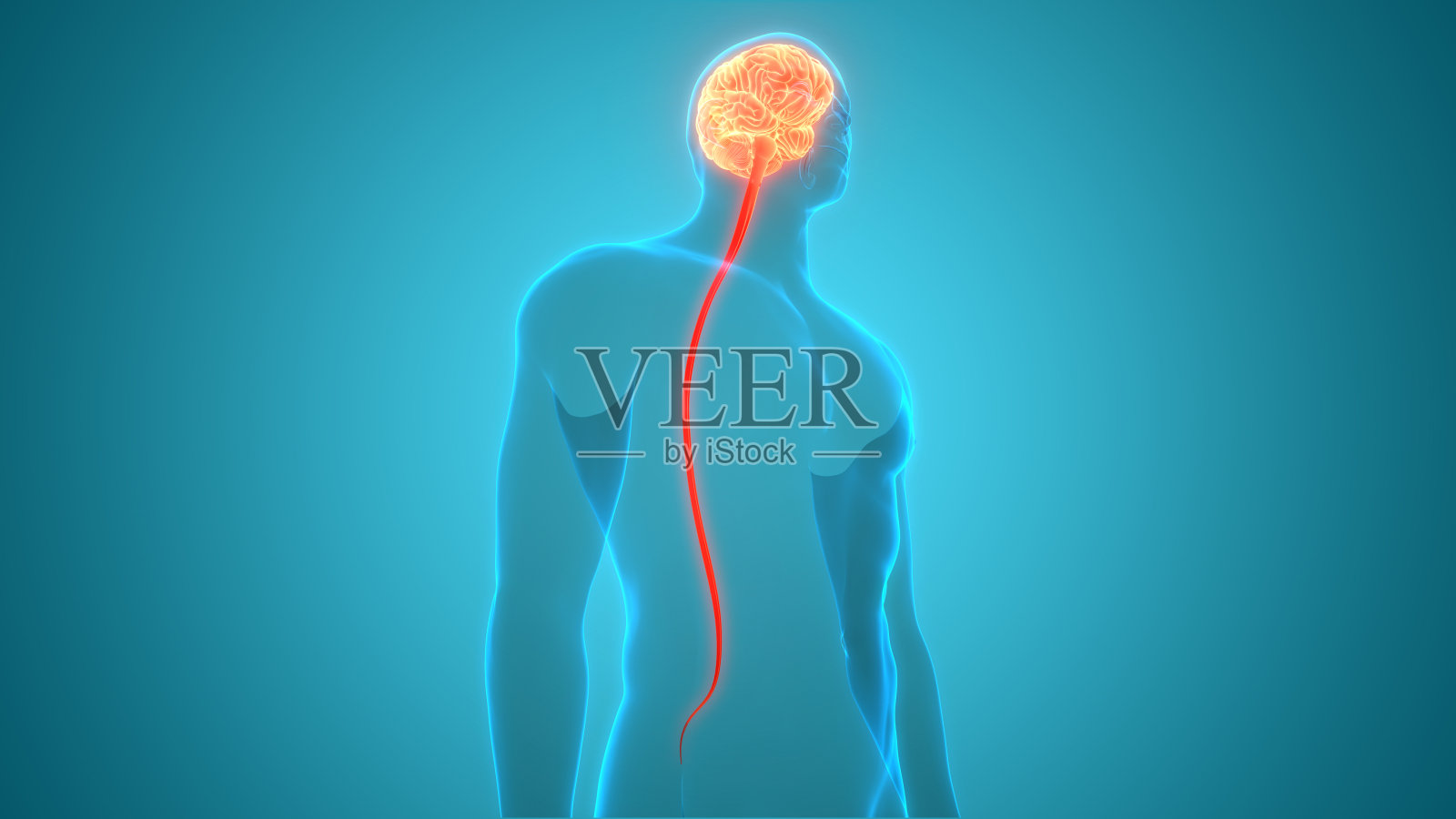 人脑神经系统的中枢器官照片摄影图片