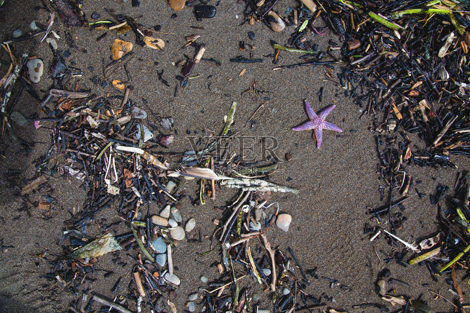 海星照片摄影图片