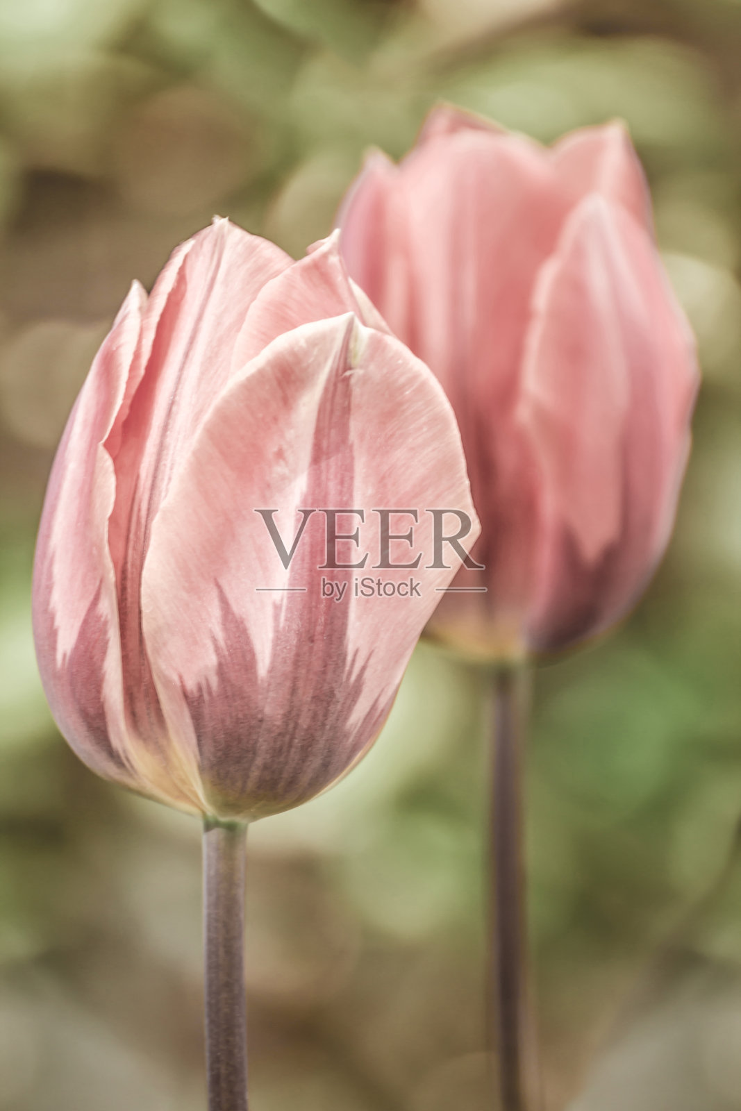 郁金香照片摄影图片