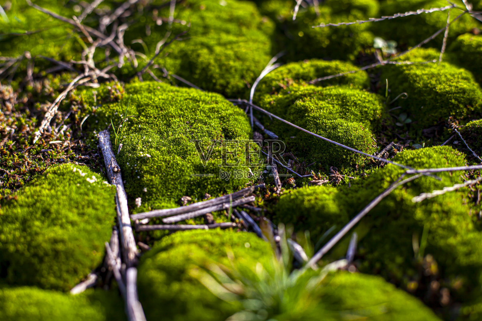 苔藓在森林照片摄影图片