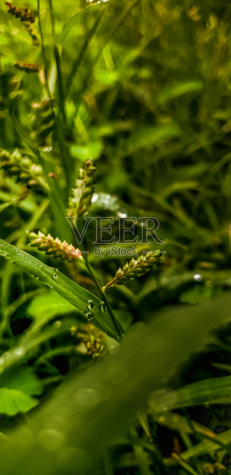 鹅卵石公园沿着湖散步照片摄影图片