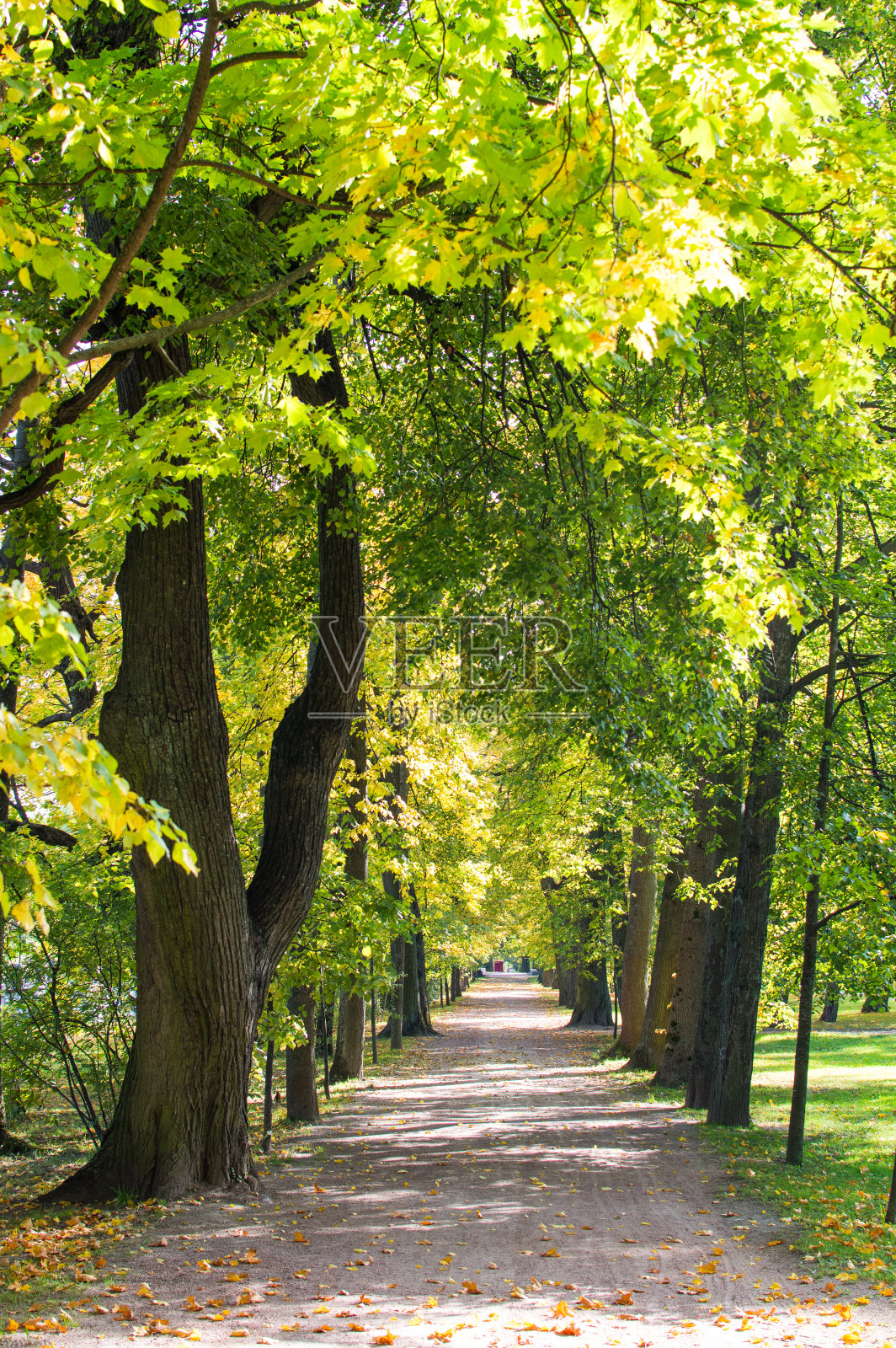 秋天森林中的小径照片摄影图片