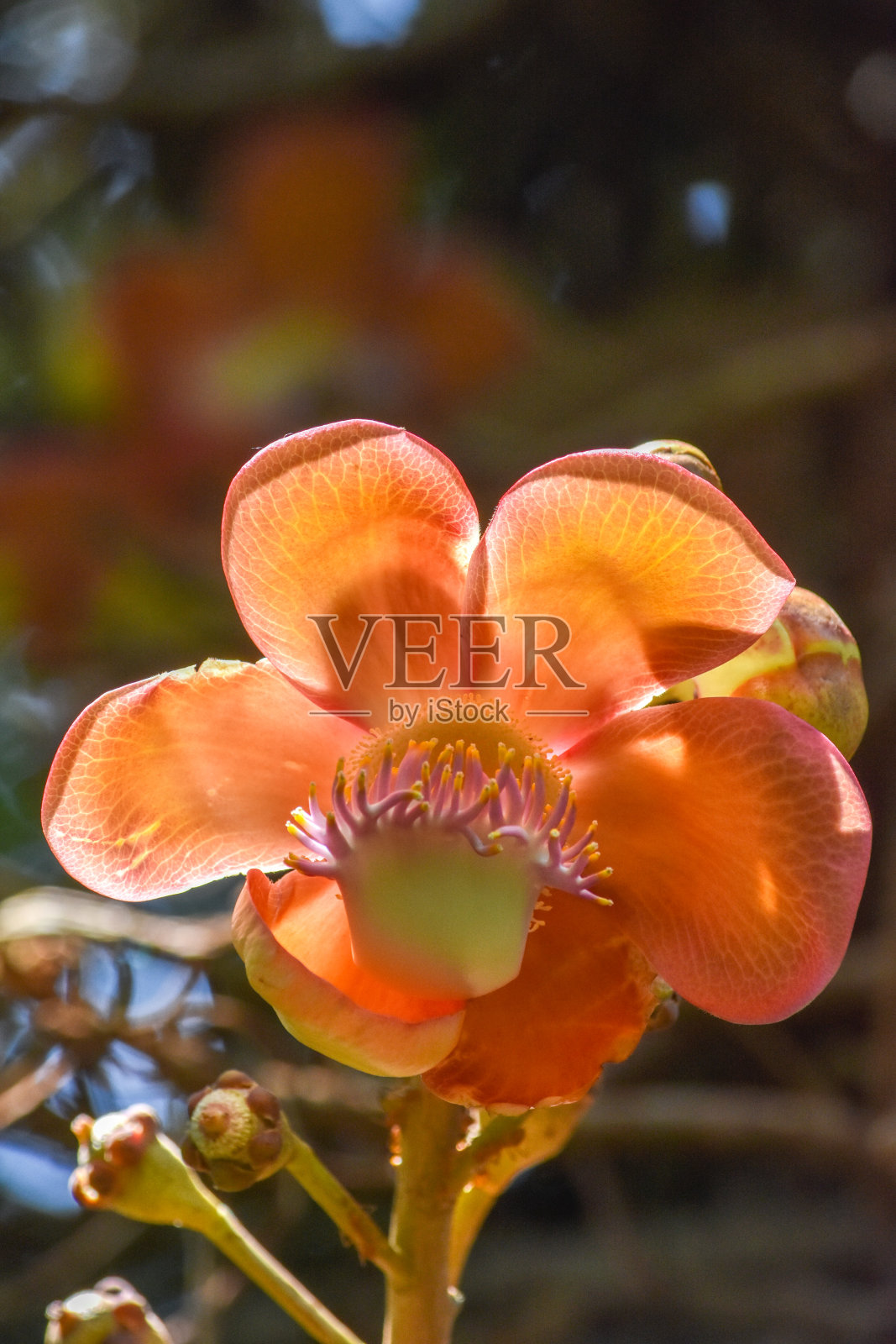 热带花卉照片摄影图片