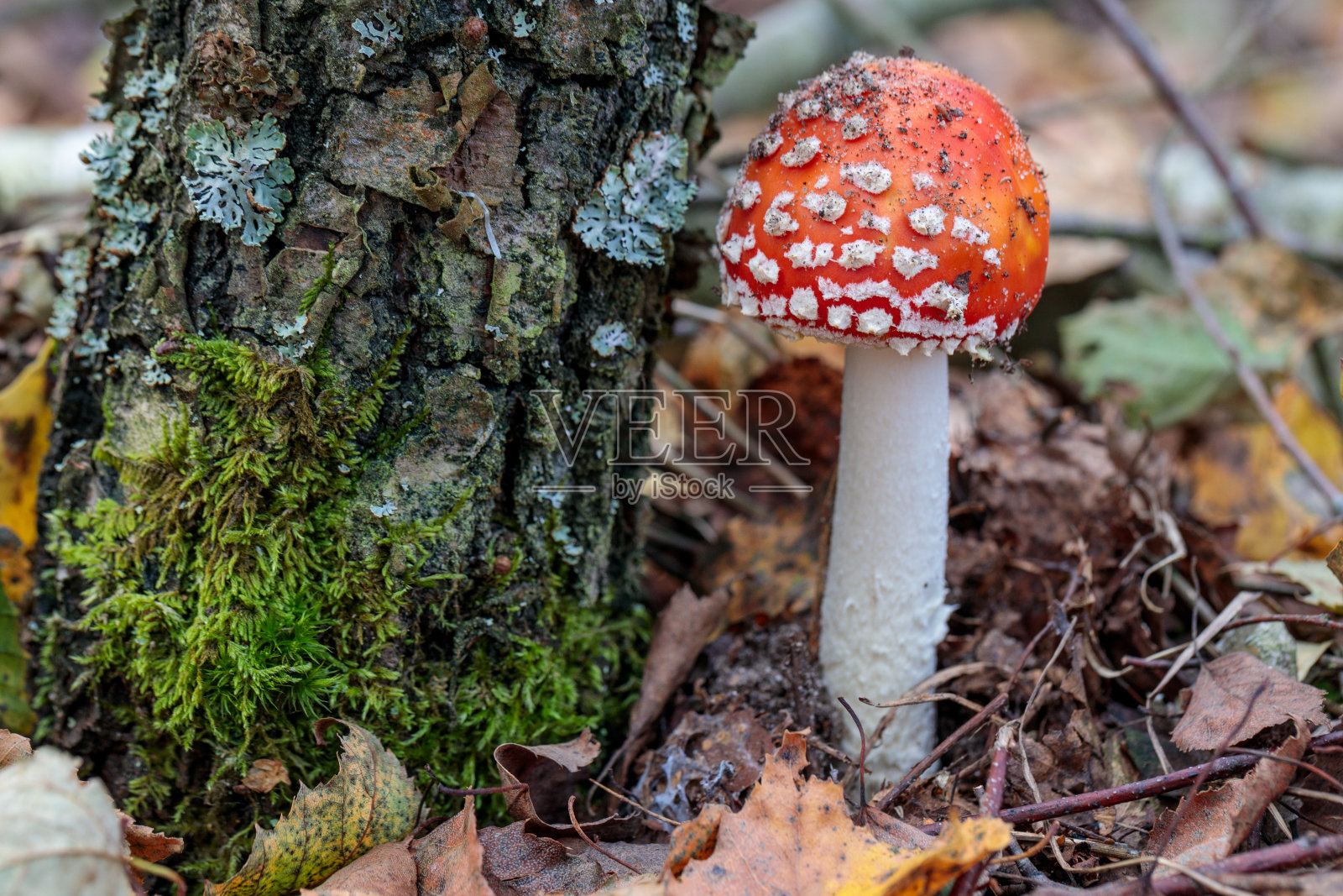 白色斑点红伞菌蝇木耳旁的树干上覆盖着苔藓照片摄影图片