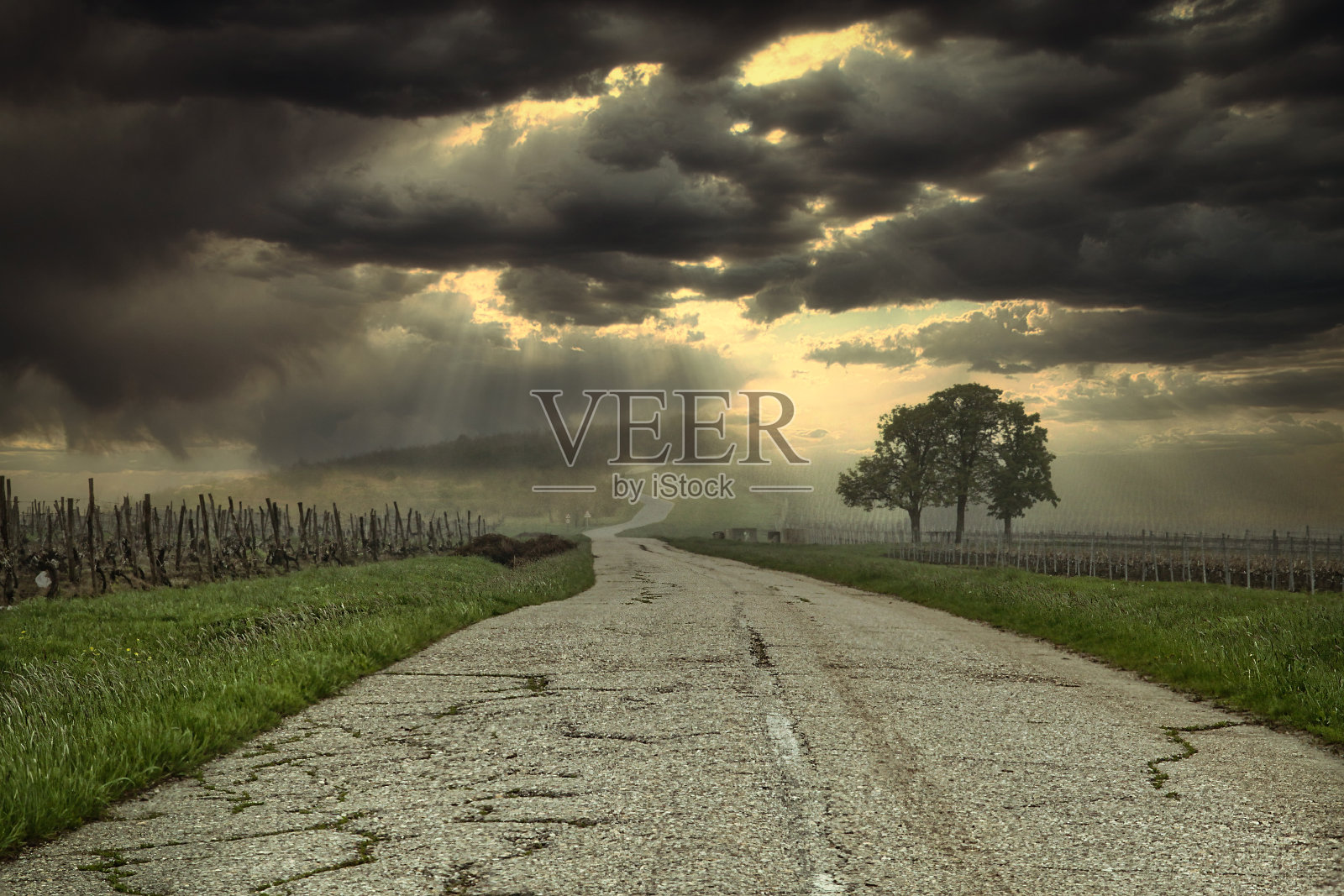 塞尔维亚的葡萄园景观照片摄影图片