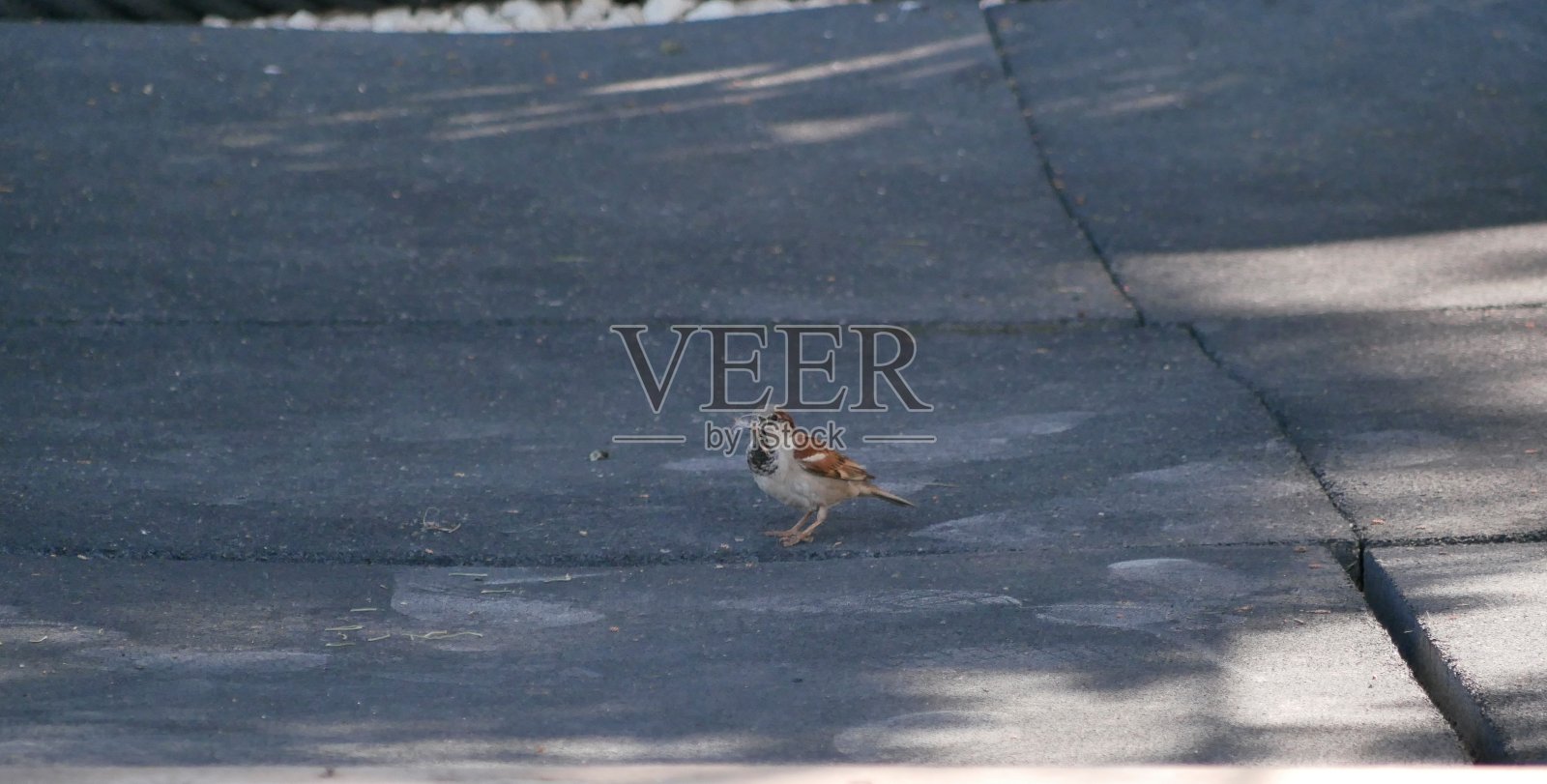 一只小灰麻雀收集绒毛和羽毛，在阳光明媚的春天巢穴的树荫下筑巢。在自然条件下观鸟。照片摄影图片