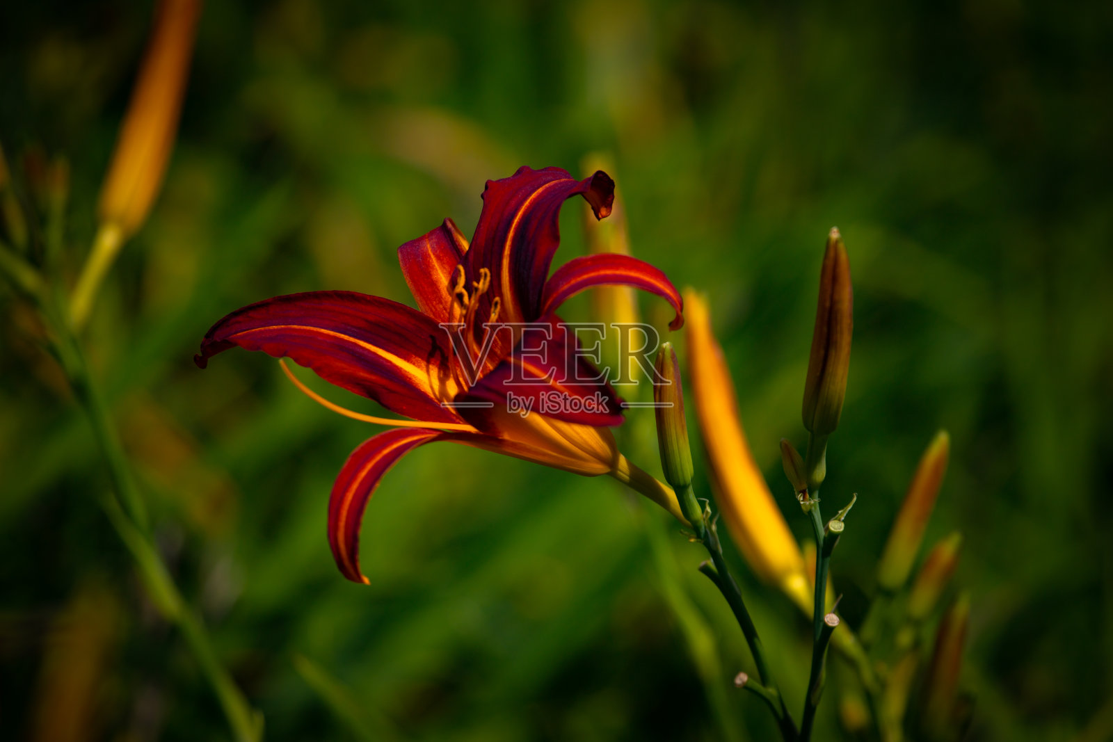 深橙色花在模糊的绿色背景下。虎莲在花园里开花。照片摄影图片