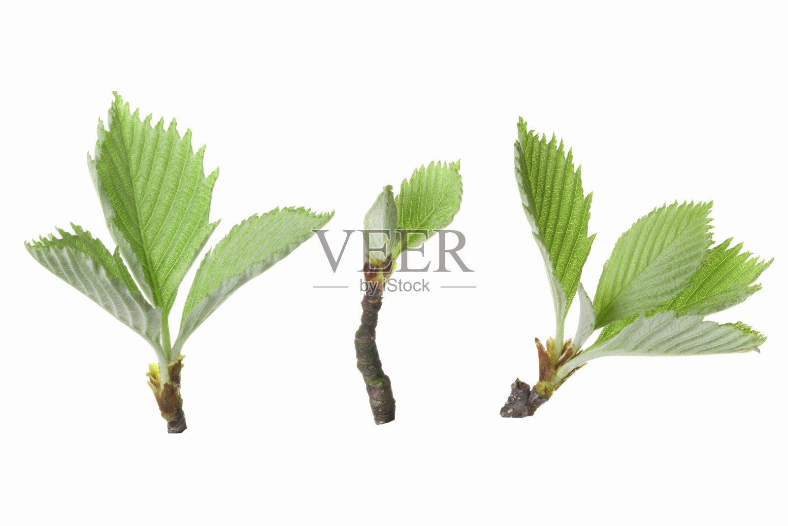 青的嫩叶照片摄影图片