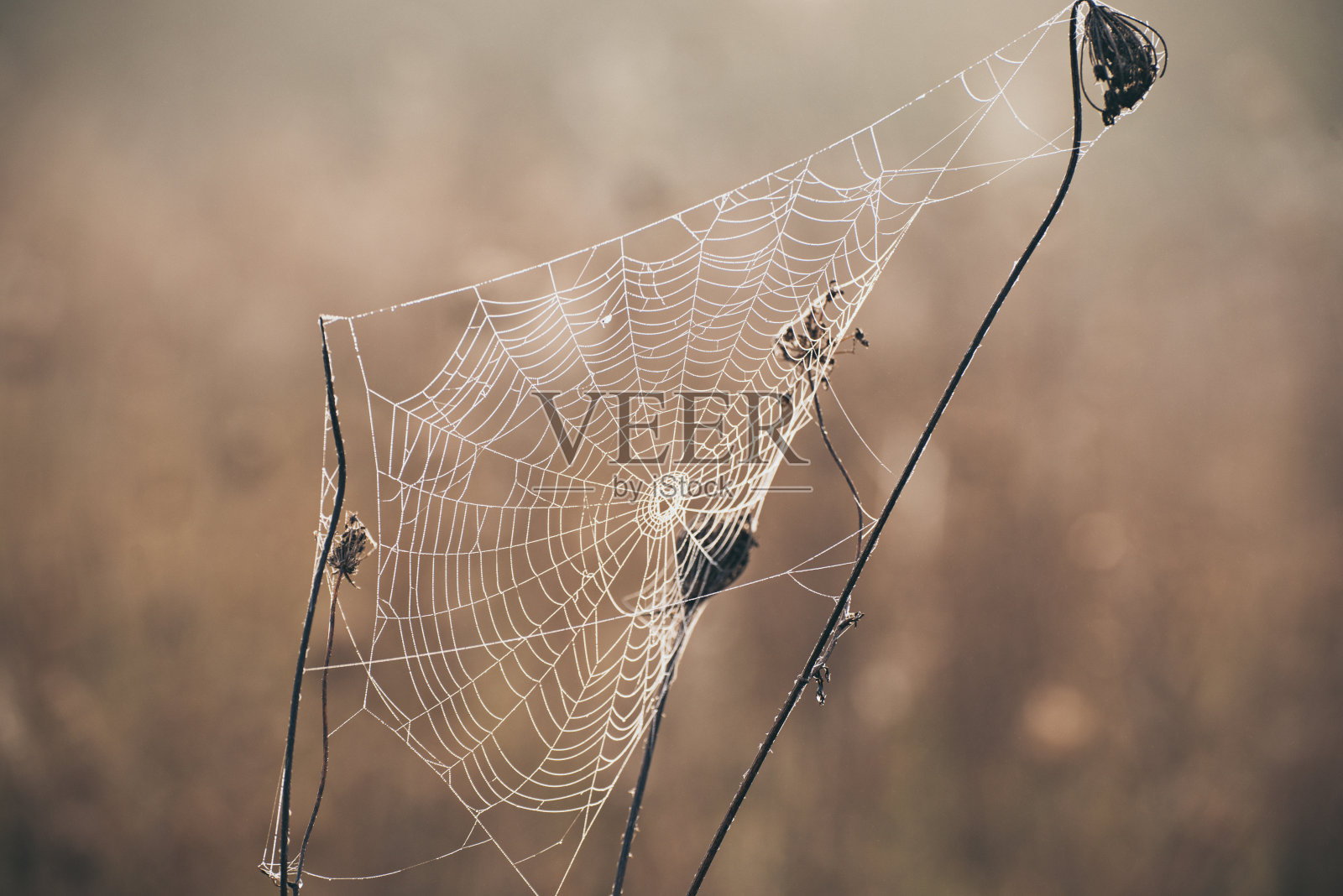 秋天干燥的植物照片摄影图片