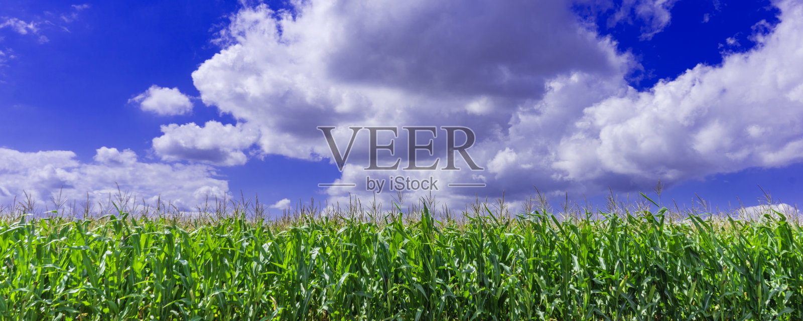 夏末阴天下的玉米田。照片摄影图片