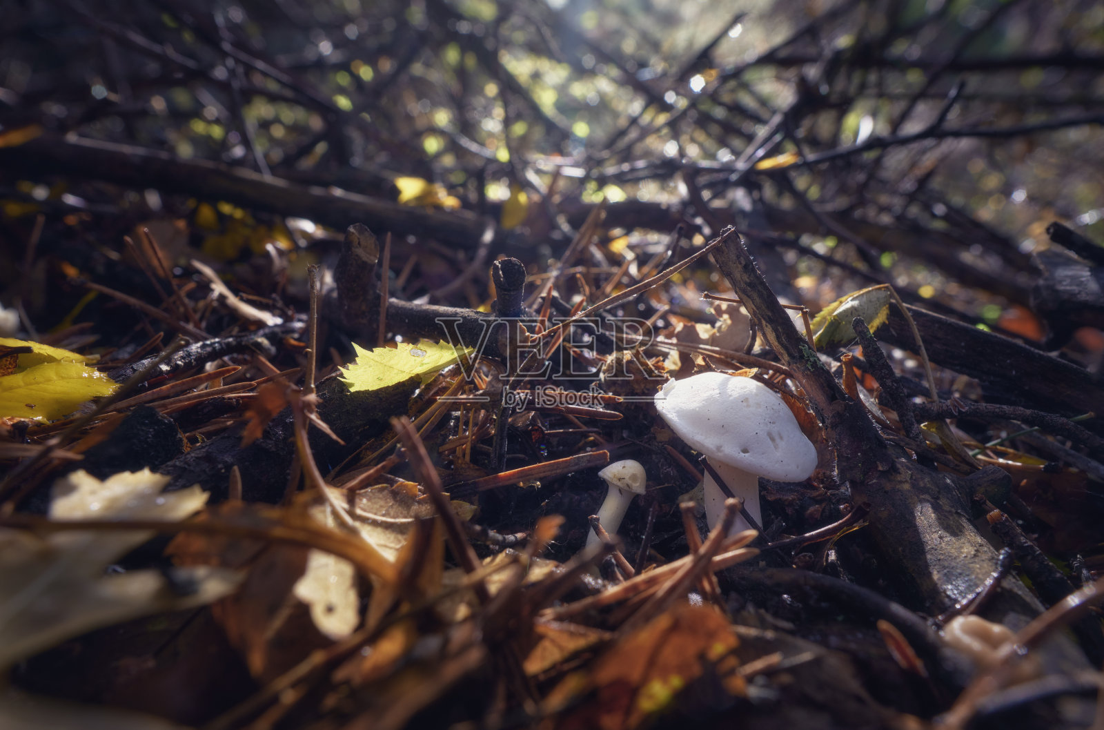 森林里的蘑菇照片摄影图片