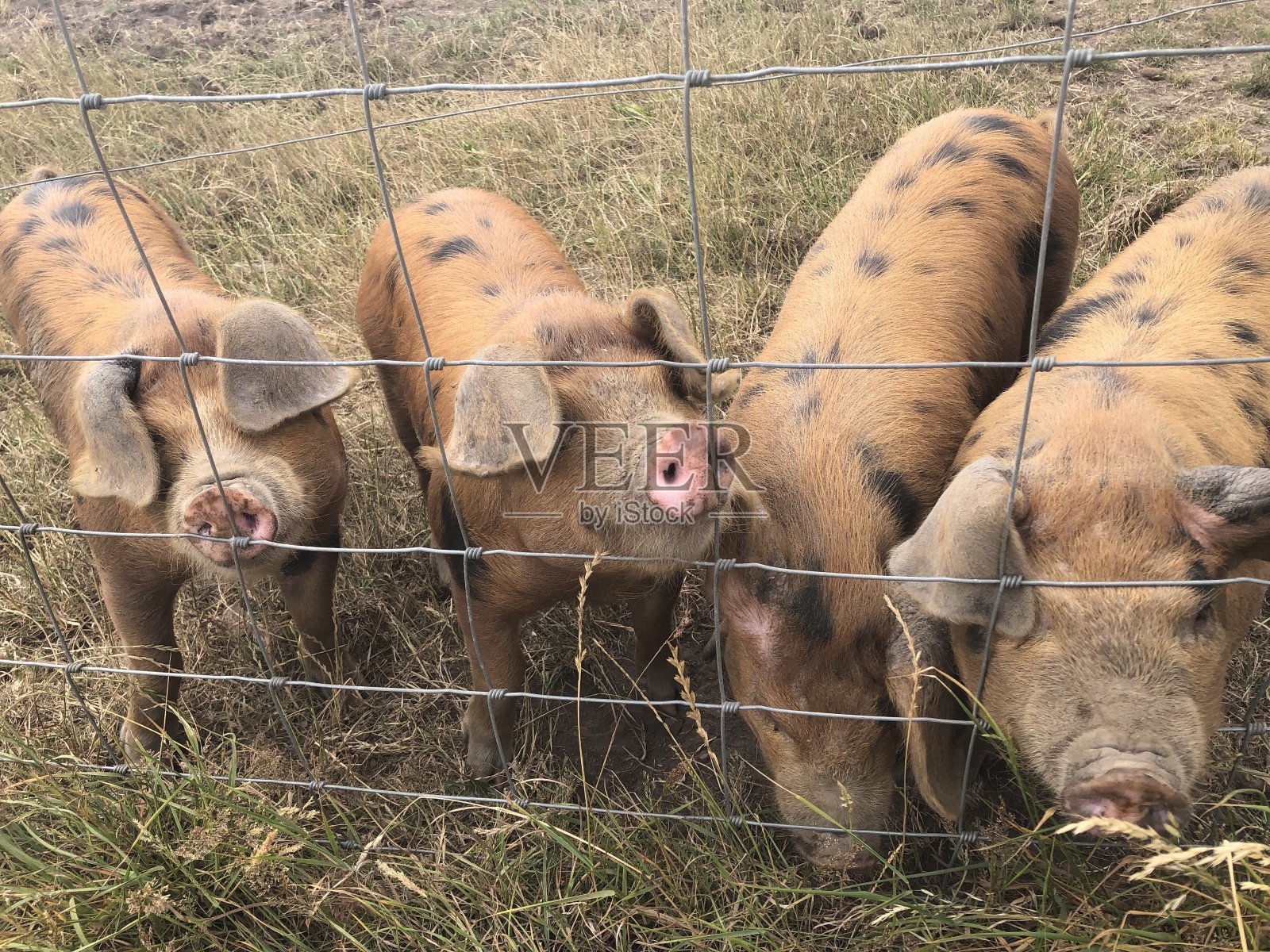 奥尔德尼放养猪照片摄影图片
