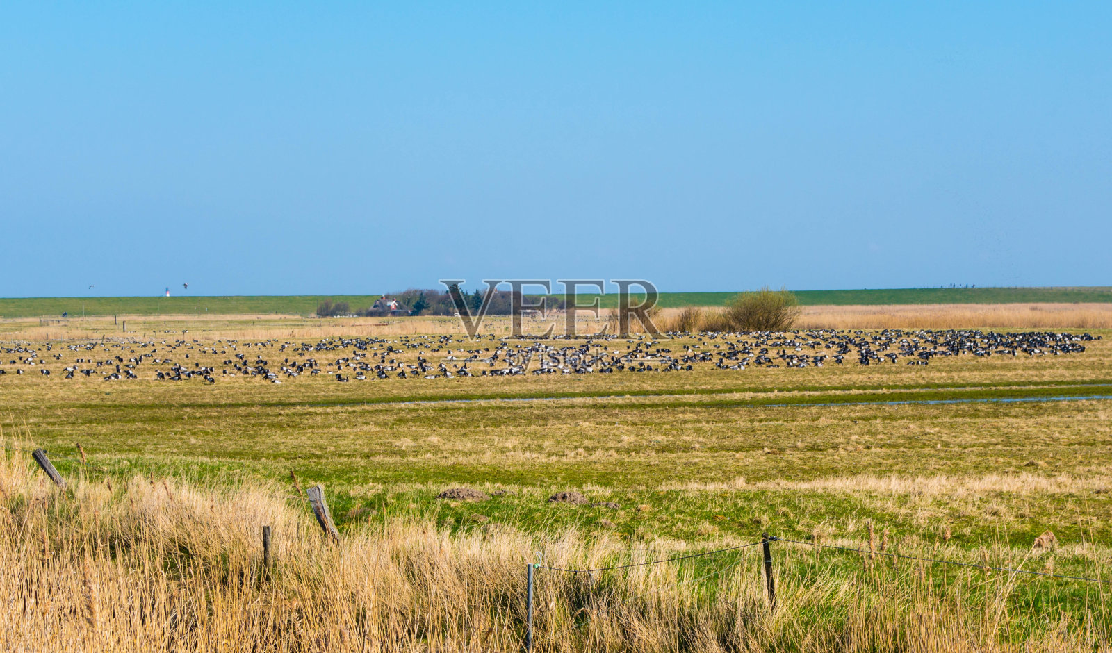盐沼上的鹅照片摄影图片
