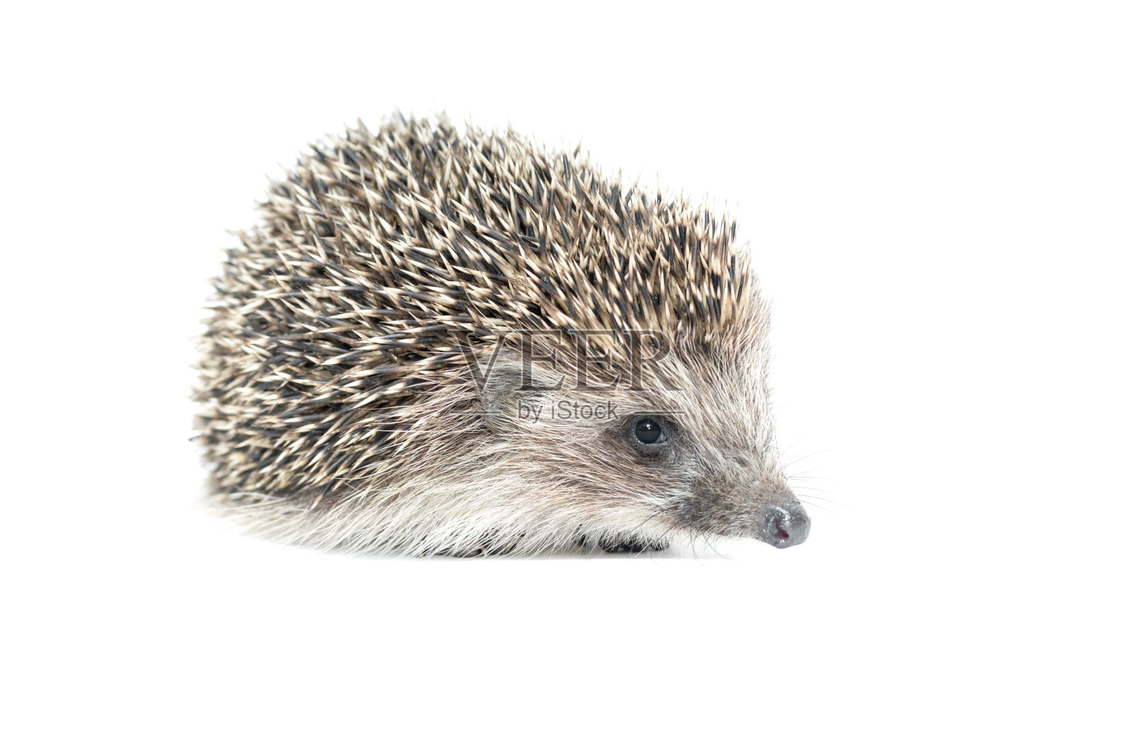 好奇的小刺猬照片摄影图片