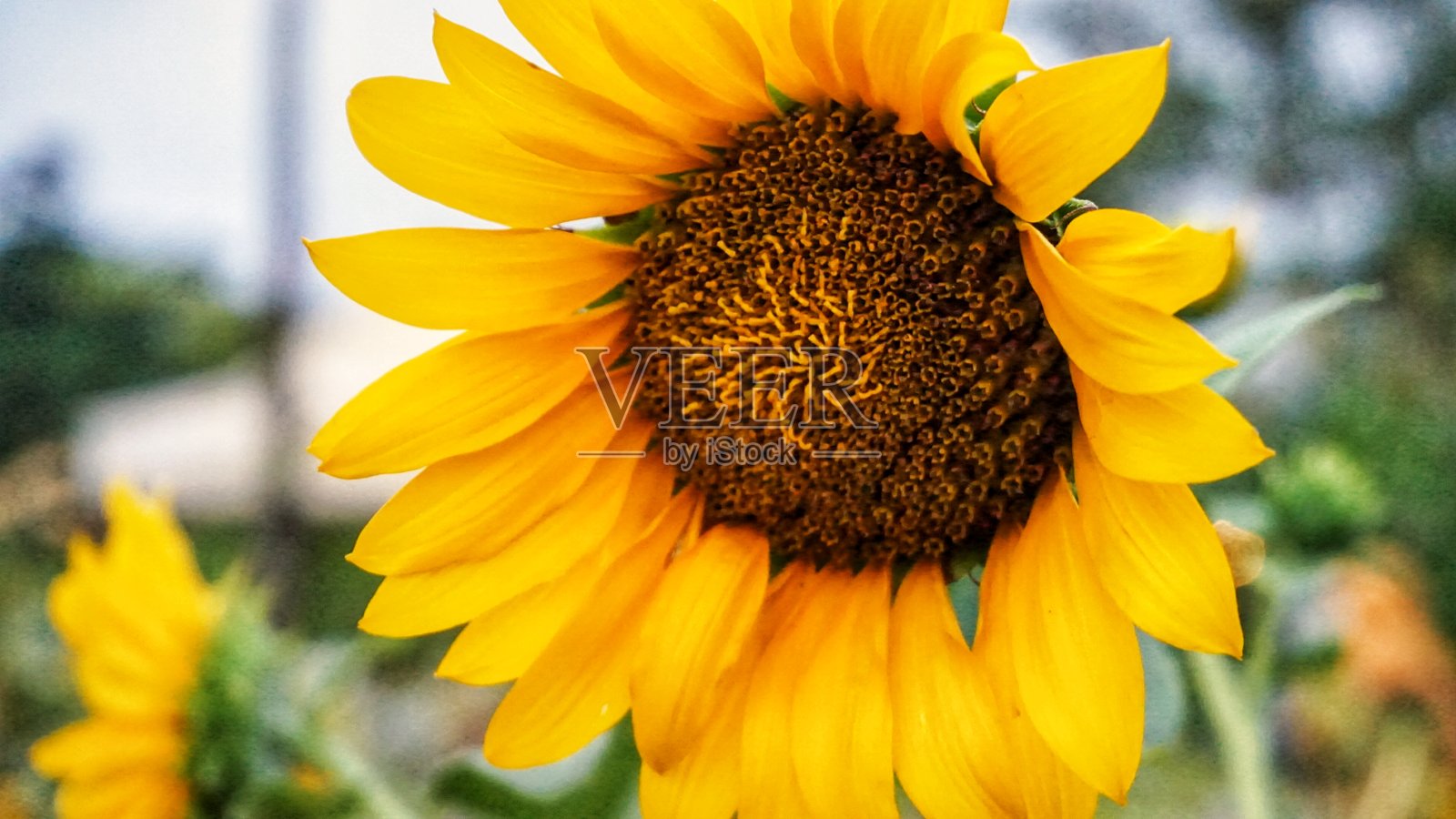 黄色太阳的花照片摄影图片