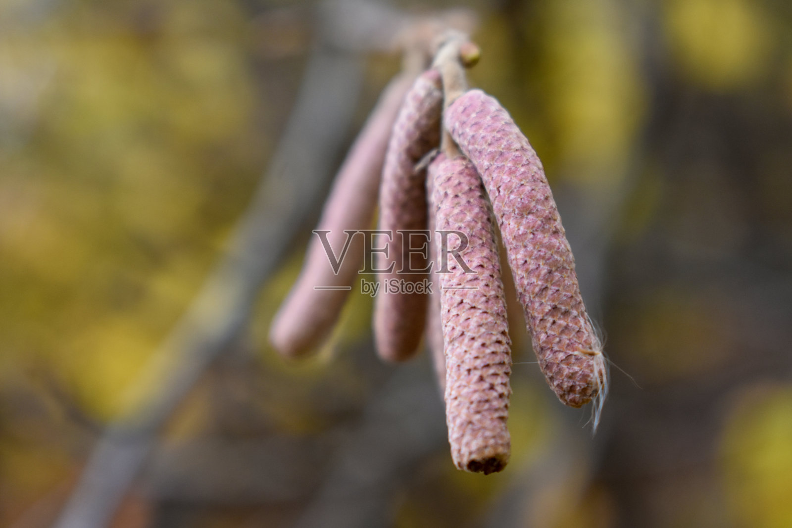 近的雄榛花序照片摄影图片