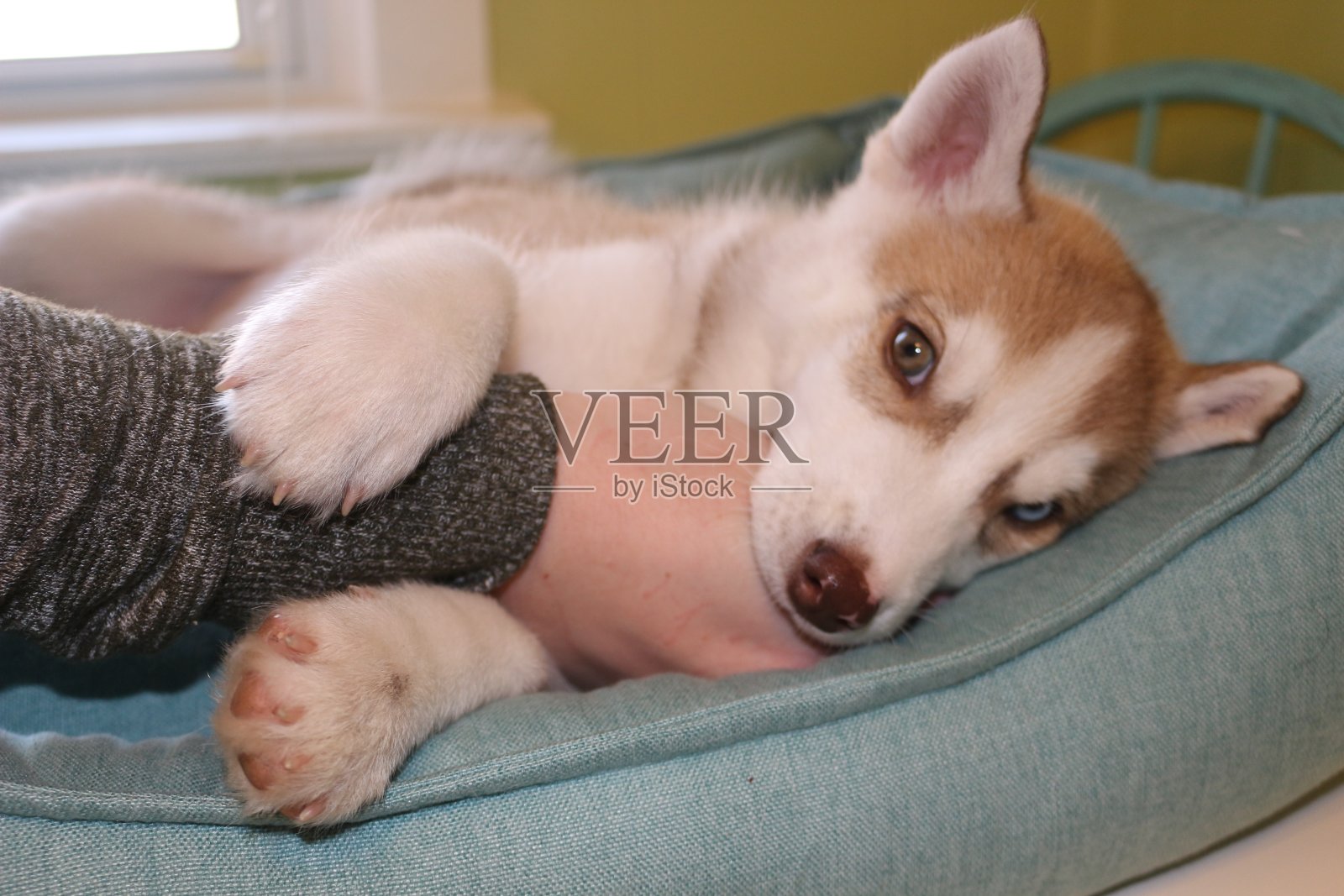 工作室拍摄的8周大的西伯利亚哈士奇小狗照片摄影图片