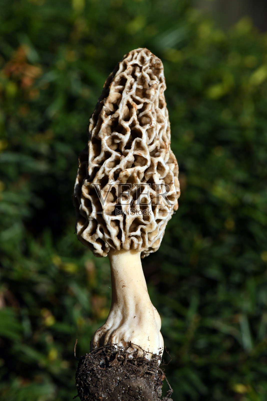 莫雷尔在森林里照片摄影图片