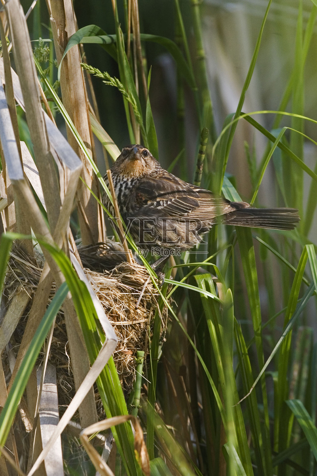 红翼黑鹂，凤凰鸟，巢中雌鸟照片摄影图片