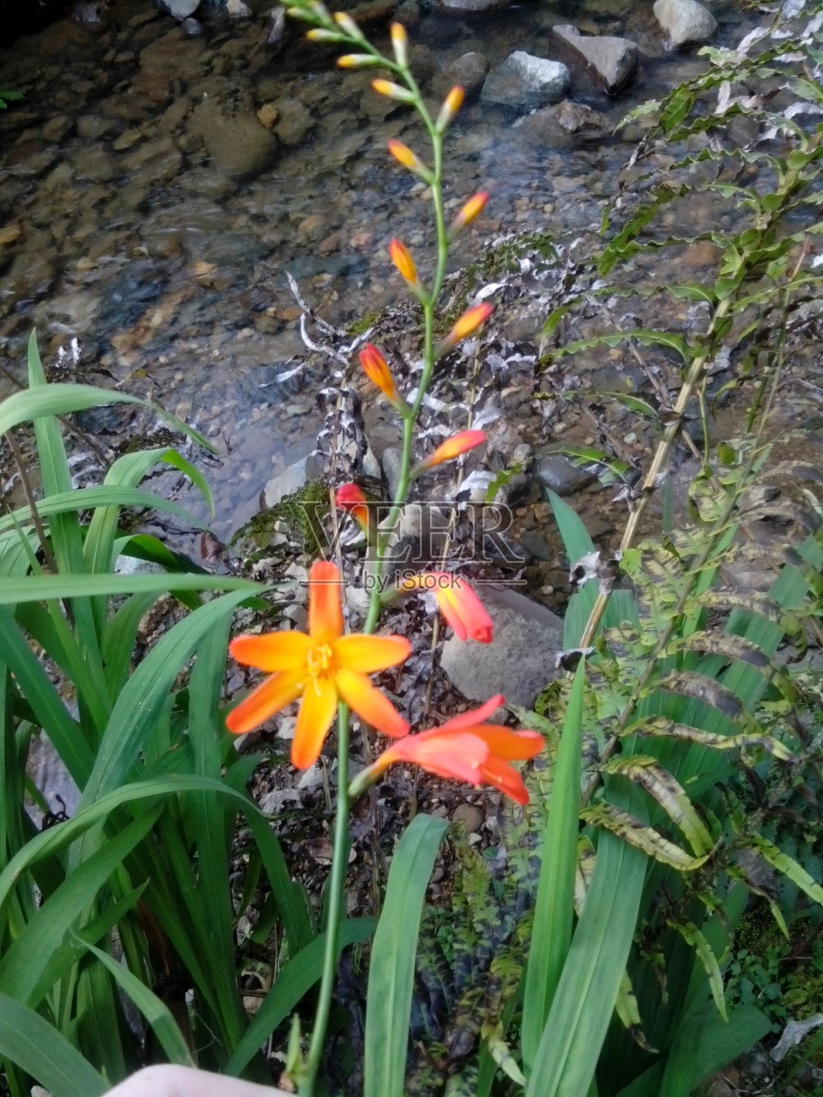 流照片摄影图片