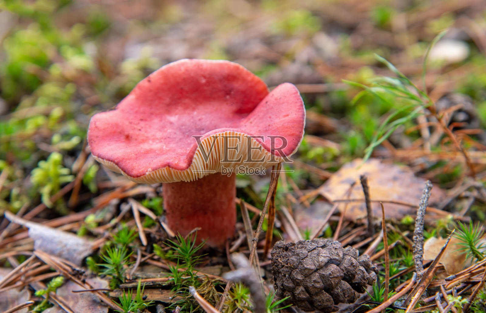 硬tin-top-devil照片摄影图片