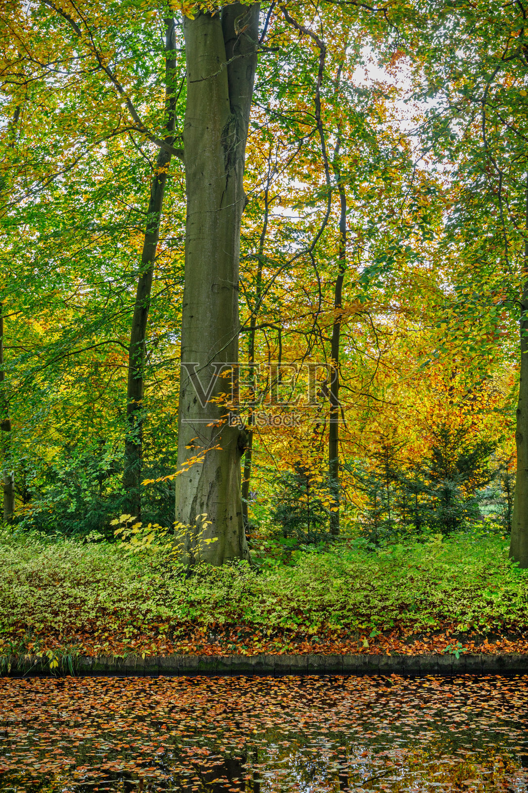 田园诗般的公园里秋色斑斓的树木照片摄影图片