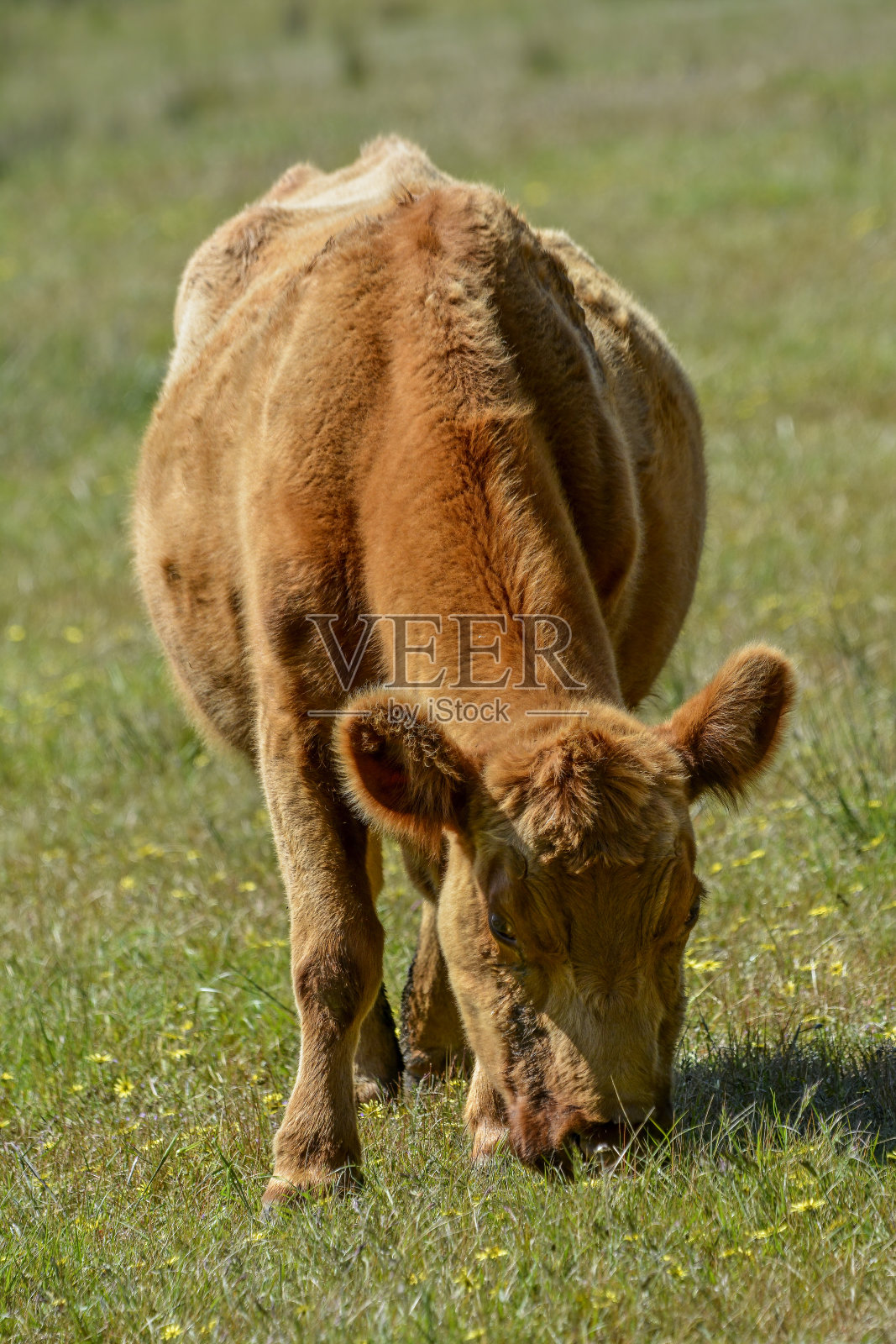 牛吃草照片摄影图片