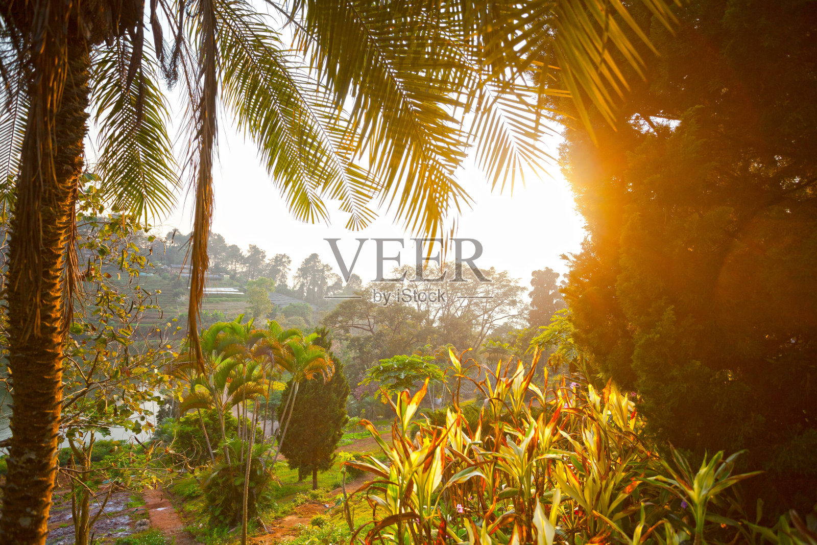 清莱省树林间的日落照片摄影图片