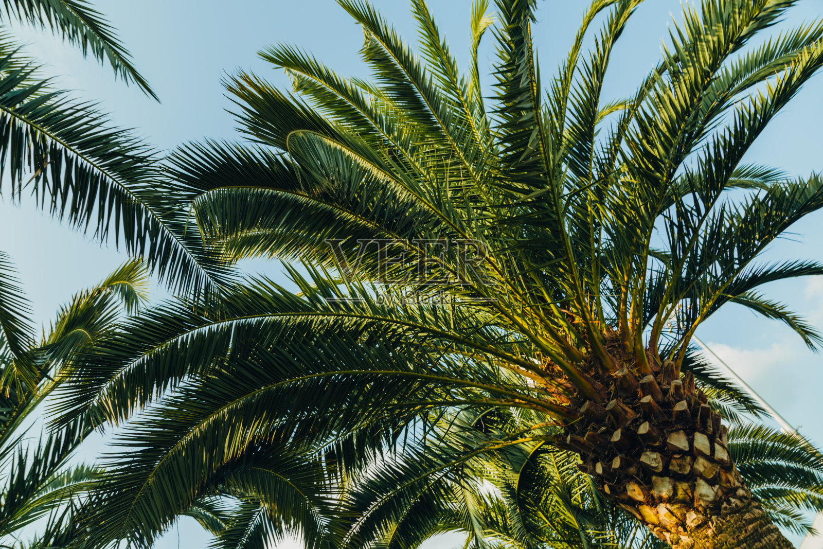 热带棕榈叶与阳光，花卉画背景，真实照片照片摄影图片