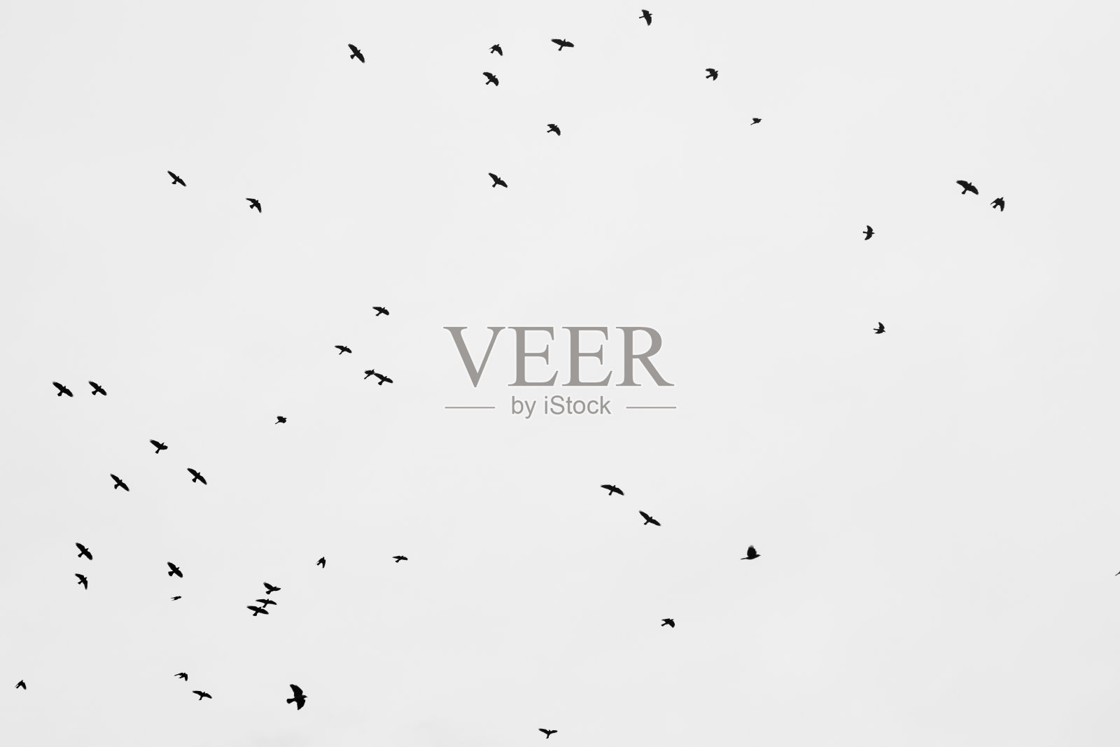 鸟儿飞着黑白的剪影照片摄影图片