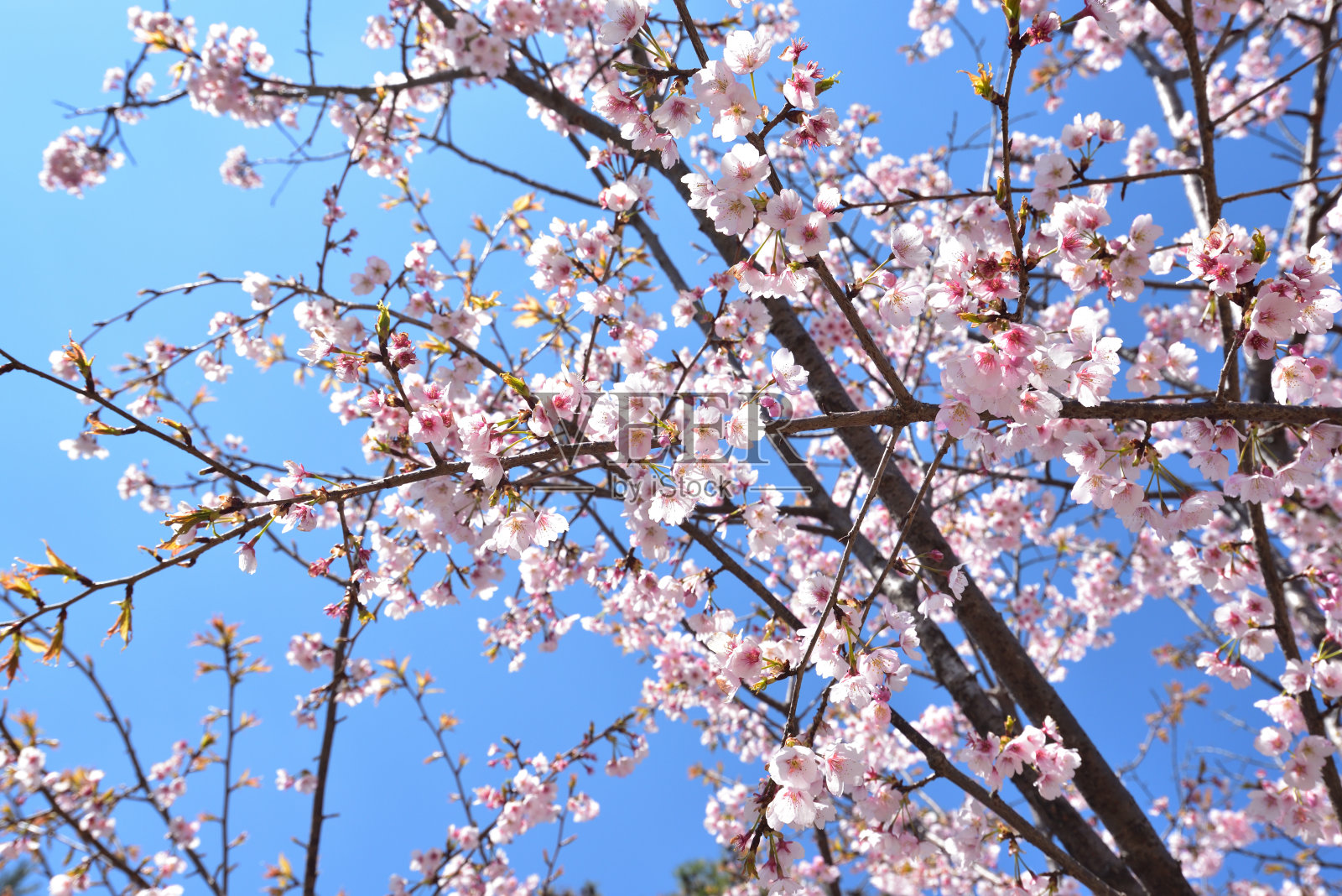 樱花在春天开花照片摄影图片